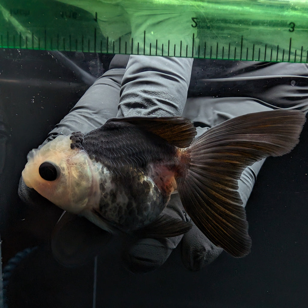 Thai Baby Oranda Panda 3"in.  ID#807T1A-005