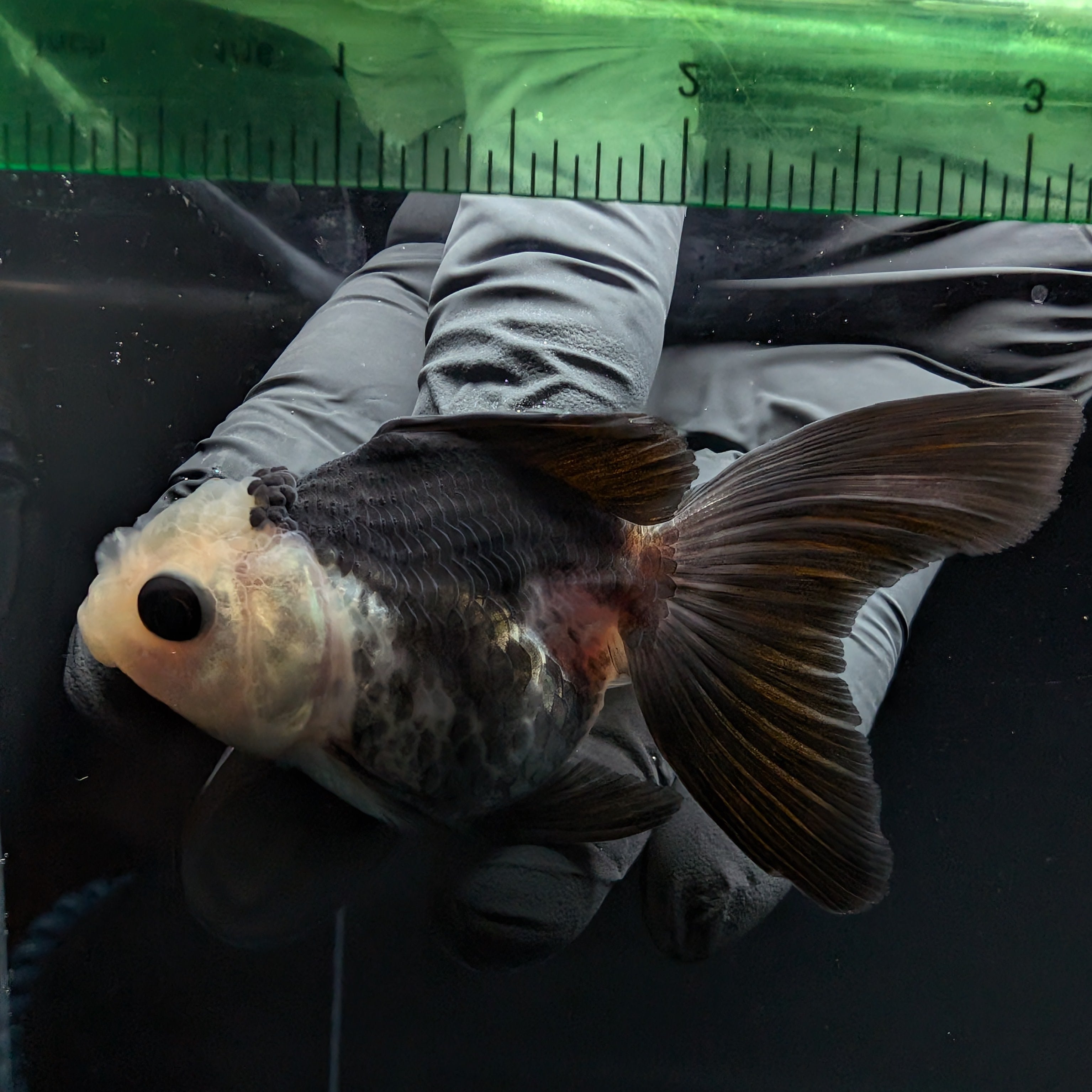 Thai Baby Oranda Panda 3"in.  ID#807T1A-005