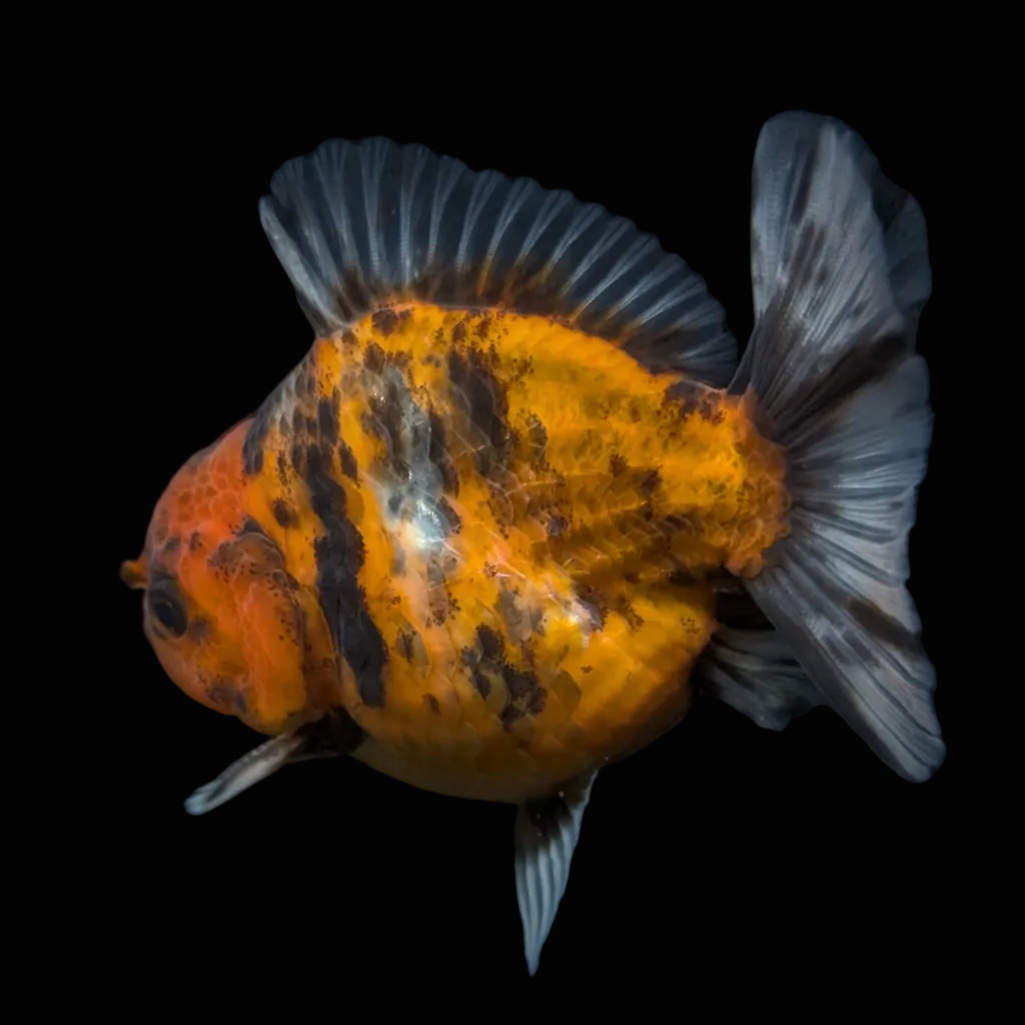 Thai Oranda Shogun Tiger Calico 4" in. ID#626SG7A-004