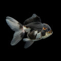 Juvenile Oranda Panda 3.5"-4" in.  ID#320T13b-004