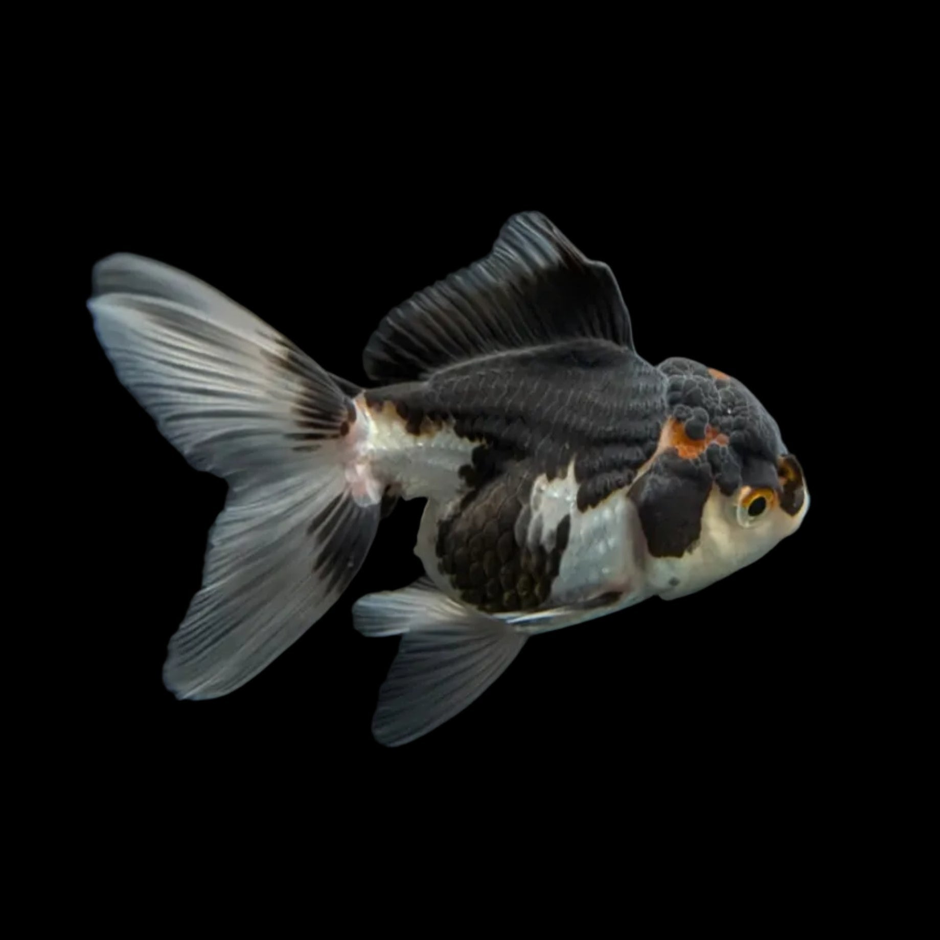 Juvenile Oranda Panda 3.5"-4" in.  ID#320T13b-004