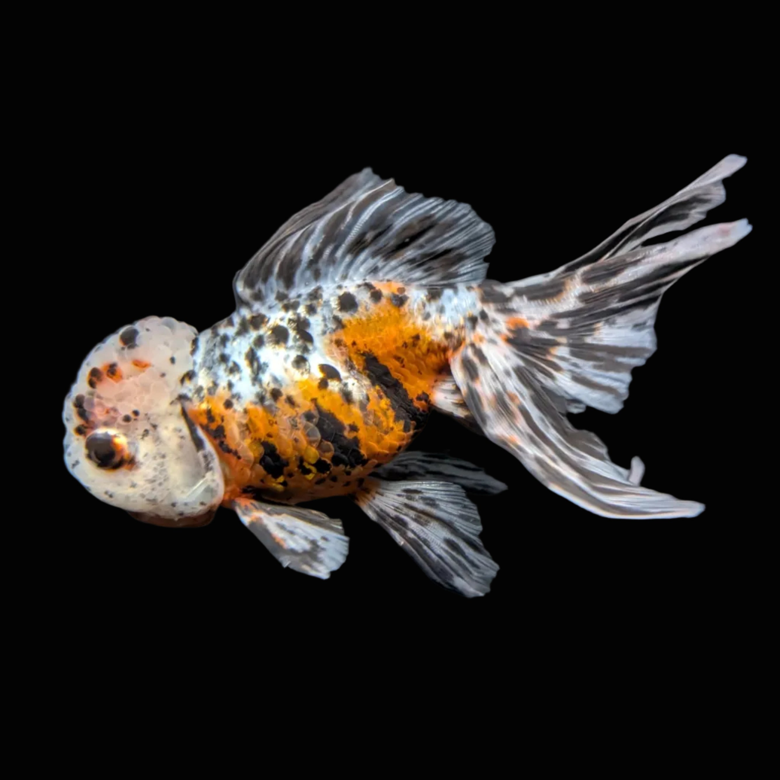 Calico Oranda 4.5"-5"in. ID#814LB2A-53