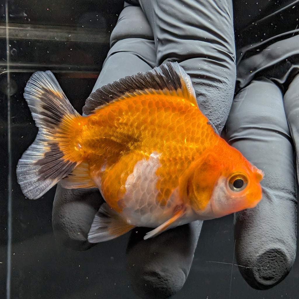 Baby Thai Shogun Oranda Tricolor 2"-2.5" in. ID#1016BSG11A-002