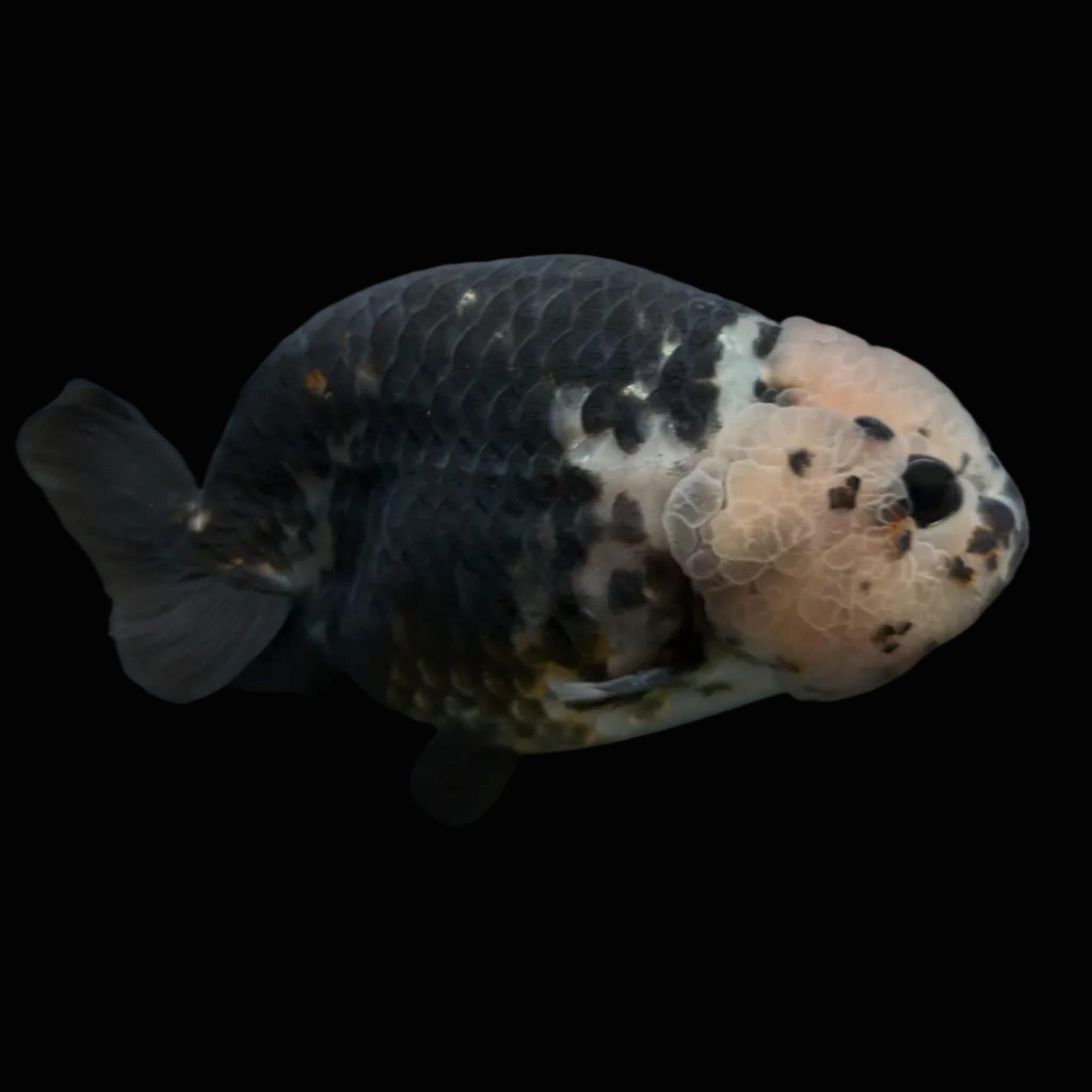 Jumbo Ranchu Heavy Ink Calico 4.5"-5" in. ID#828R8A-053