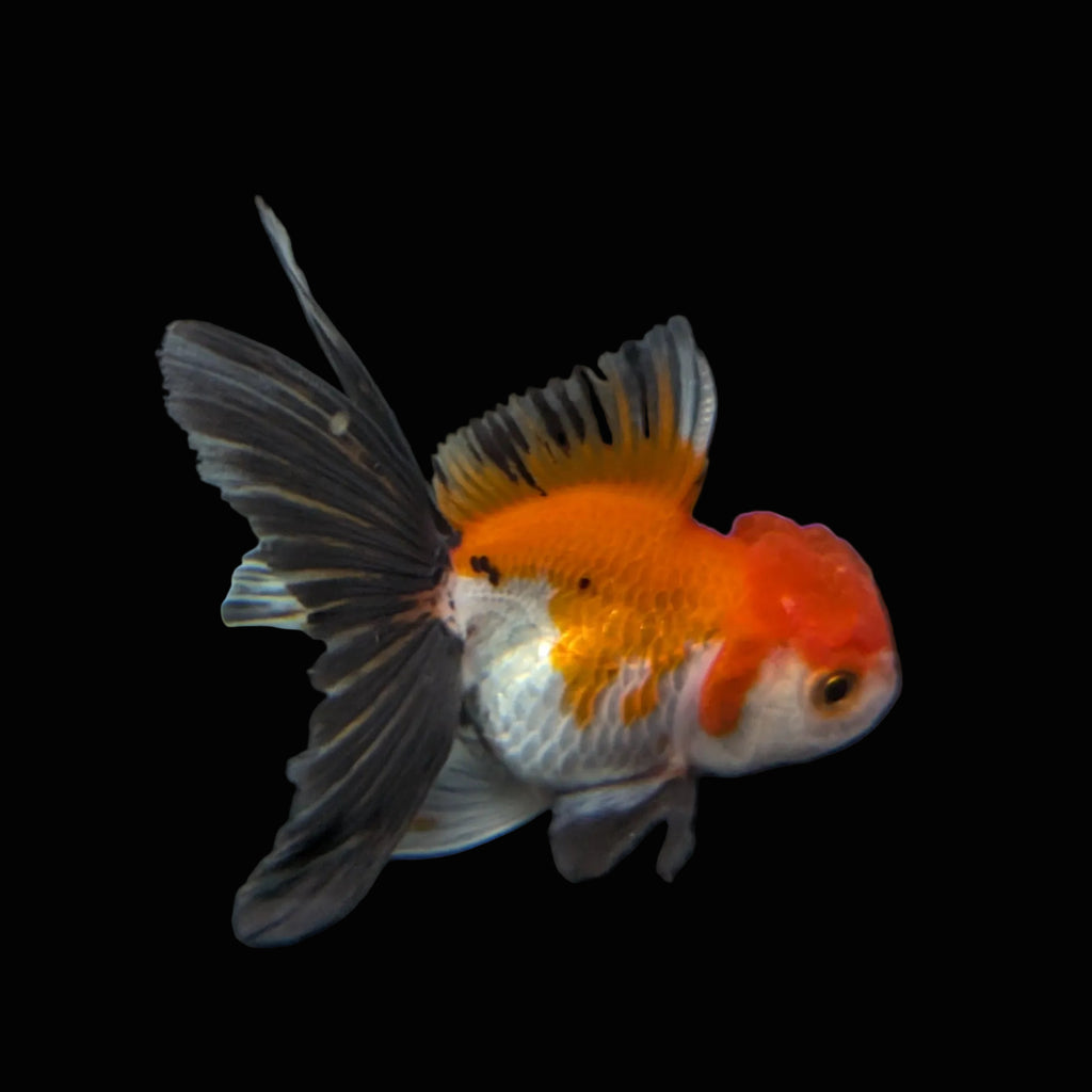 Juvenile Oranda Tricolor 3.5"-4" in.  ID#403T8A-009