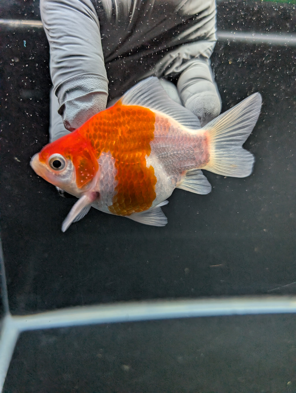 Tamasaba Red White 3"-3.5" in. ID#1009TM1B-008