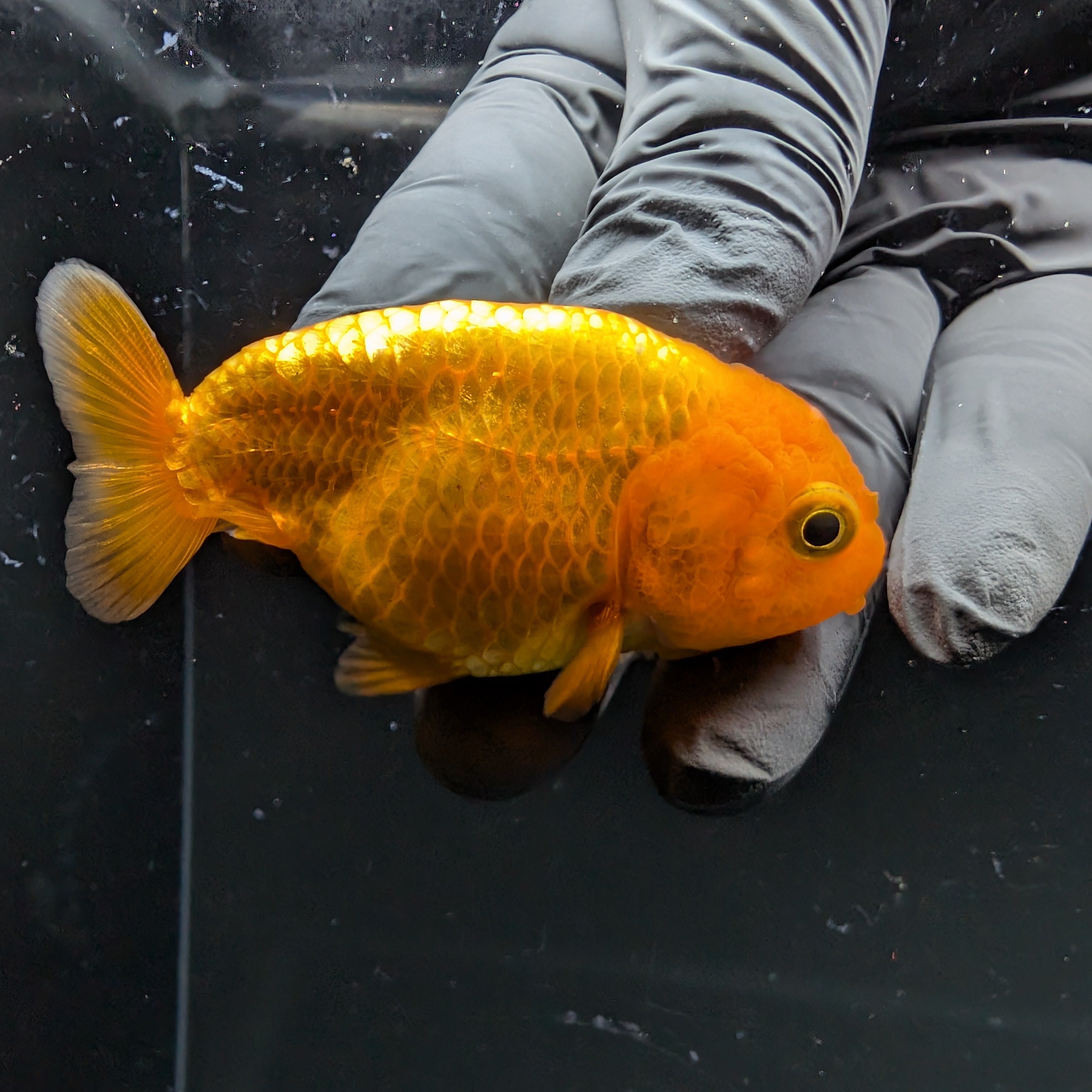 Ranchu Red White 2.5"-3" in. ID#724R4A-027