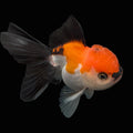 MARIO *Boss 415 Juvenile Oranda Tricolor 3.5"-4" in.  ID#410T8A-013