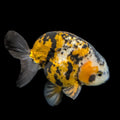 Thai Jumbo Ranchu *Special Color Tiger Calico 4"-4.5" in. ID#807R9A-001 Please See Notes.