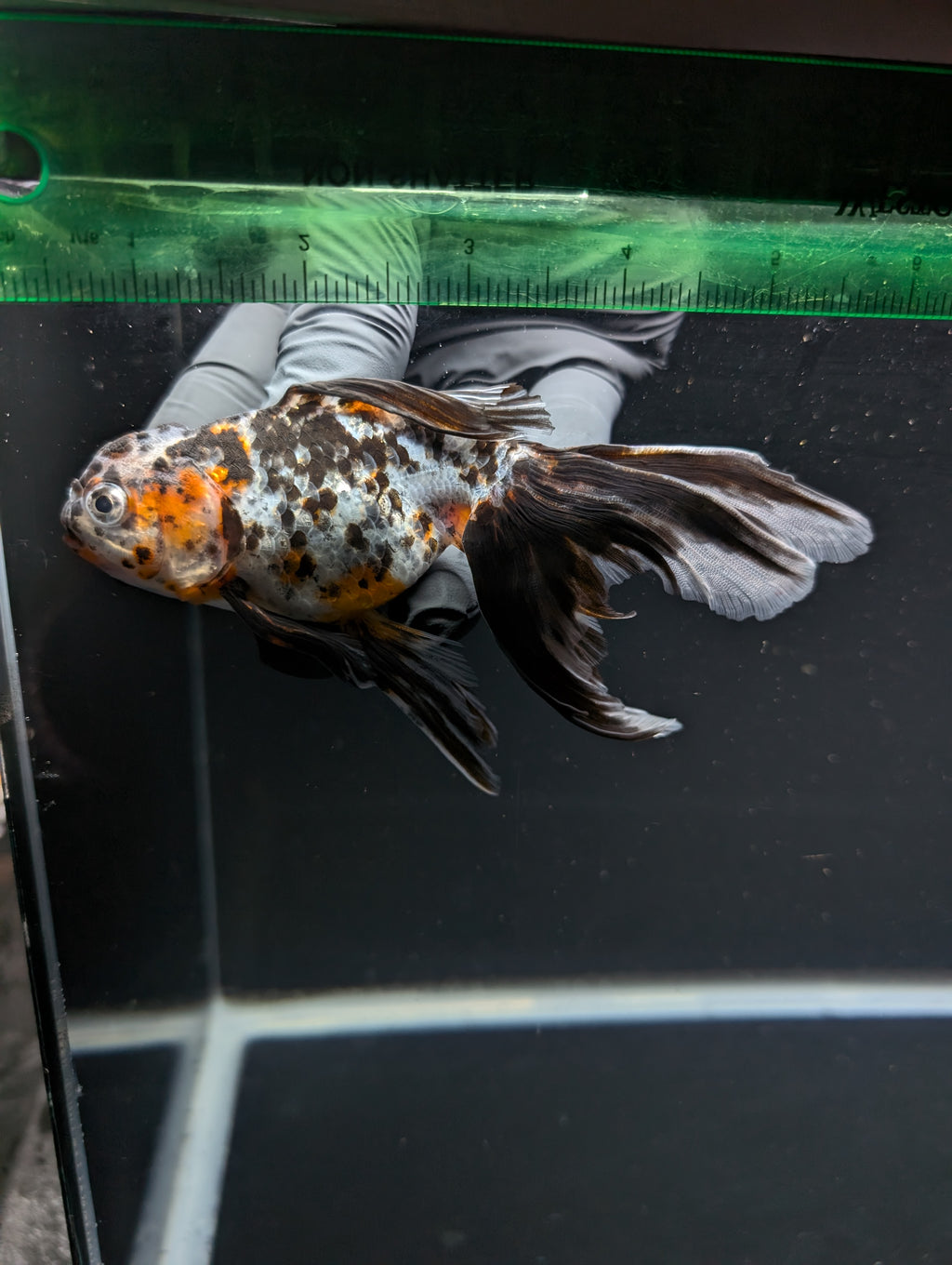 Calico Oranda 5"in. ID#821LB2A-61 Please See Notes.