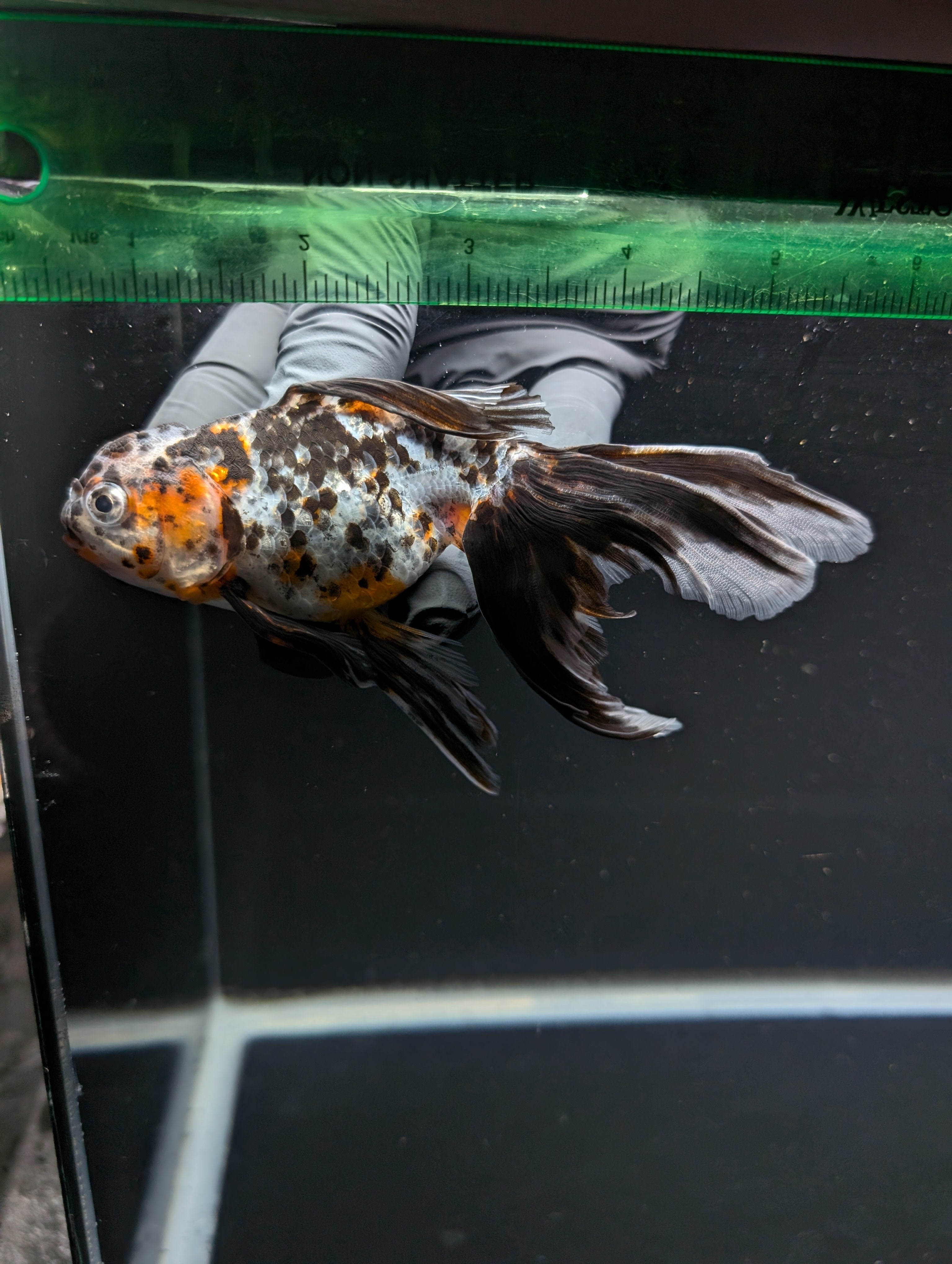 Calico Oranda 5"in. ID#821LB2A-61 Please See Notes.