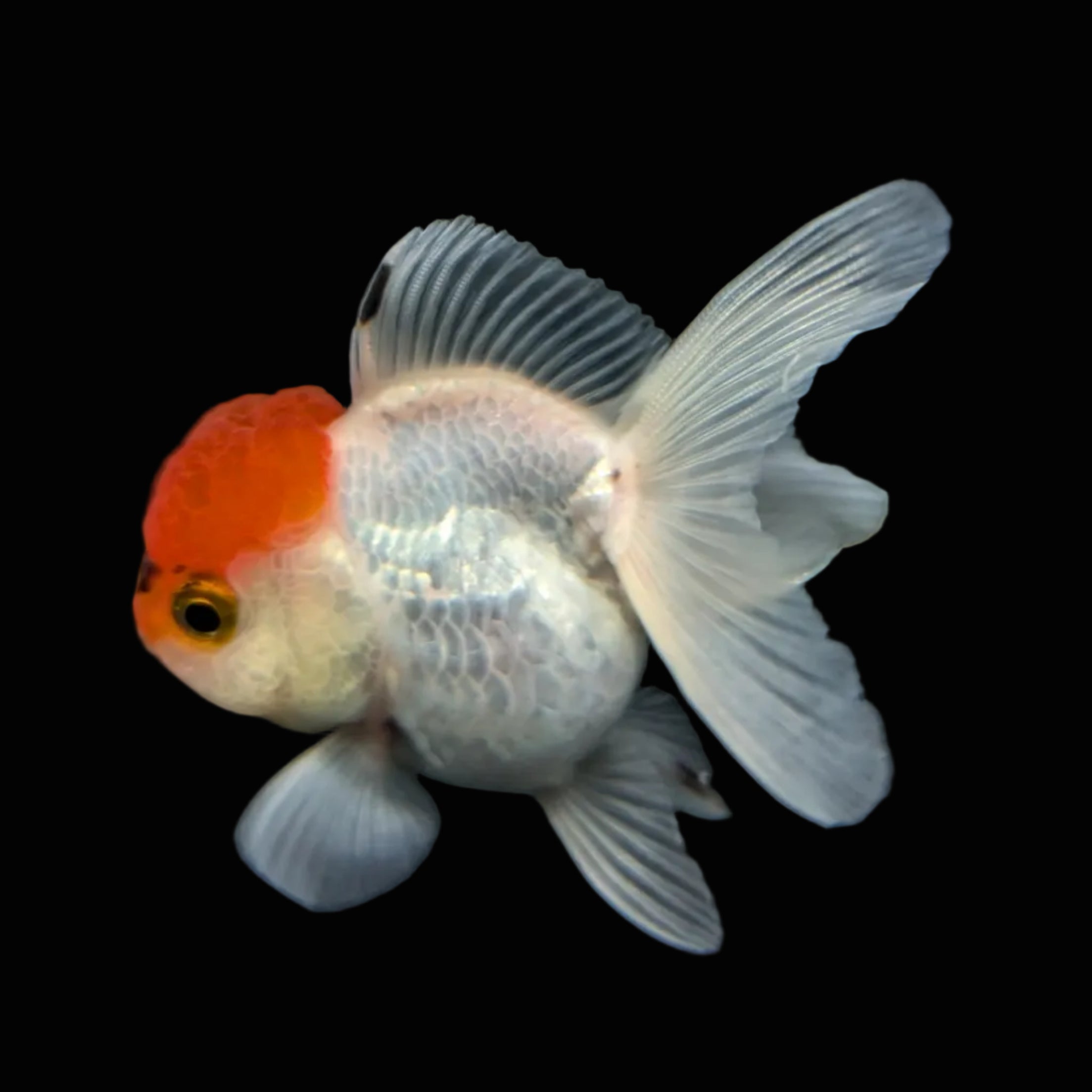 Juvenile Oranda Tricolor 3.5"-4" in.  ID#501T2A-001