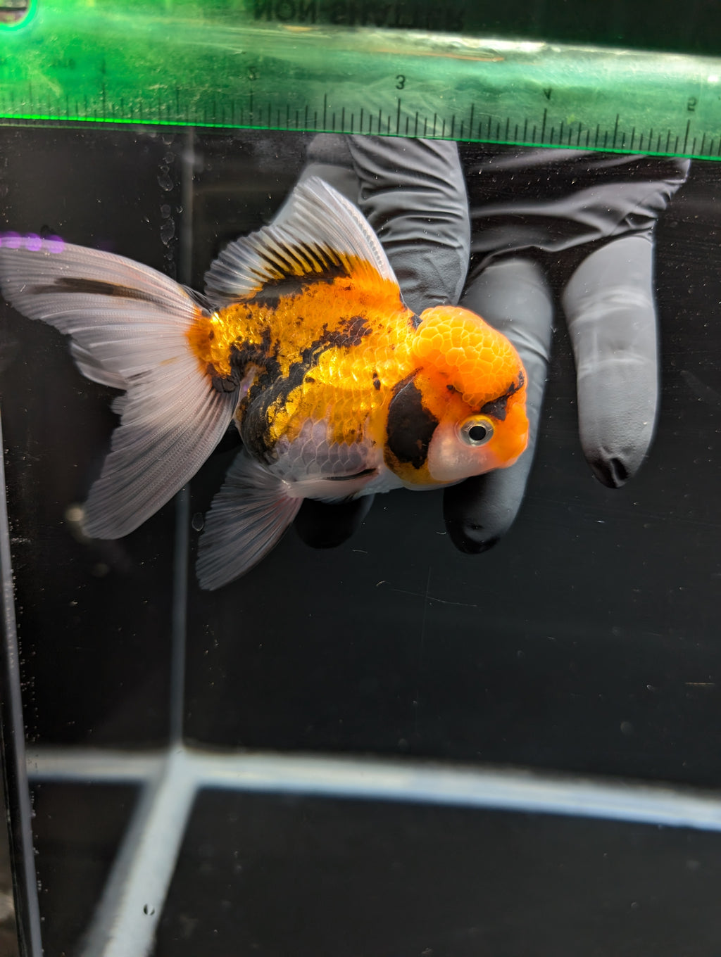 Thai Oranda Tricolor 4"-4.5"in.  ID#1023T1A-025
