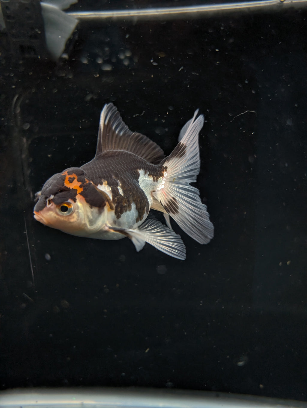 Thai Juvenile Oranda Tricolor 3"-3.5" in.  ID#626T1A-002