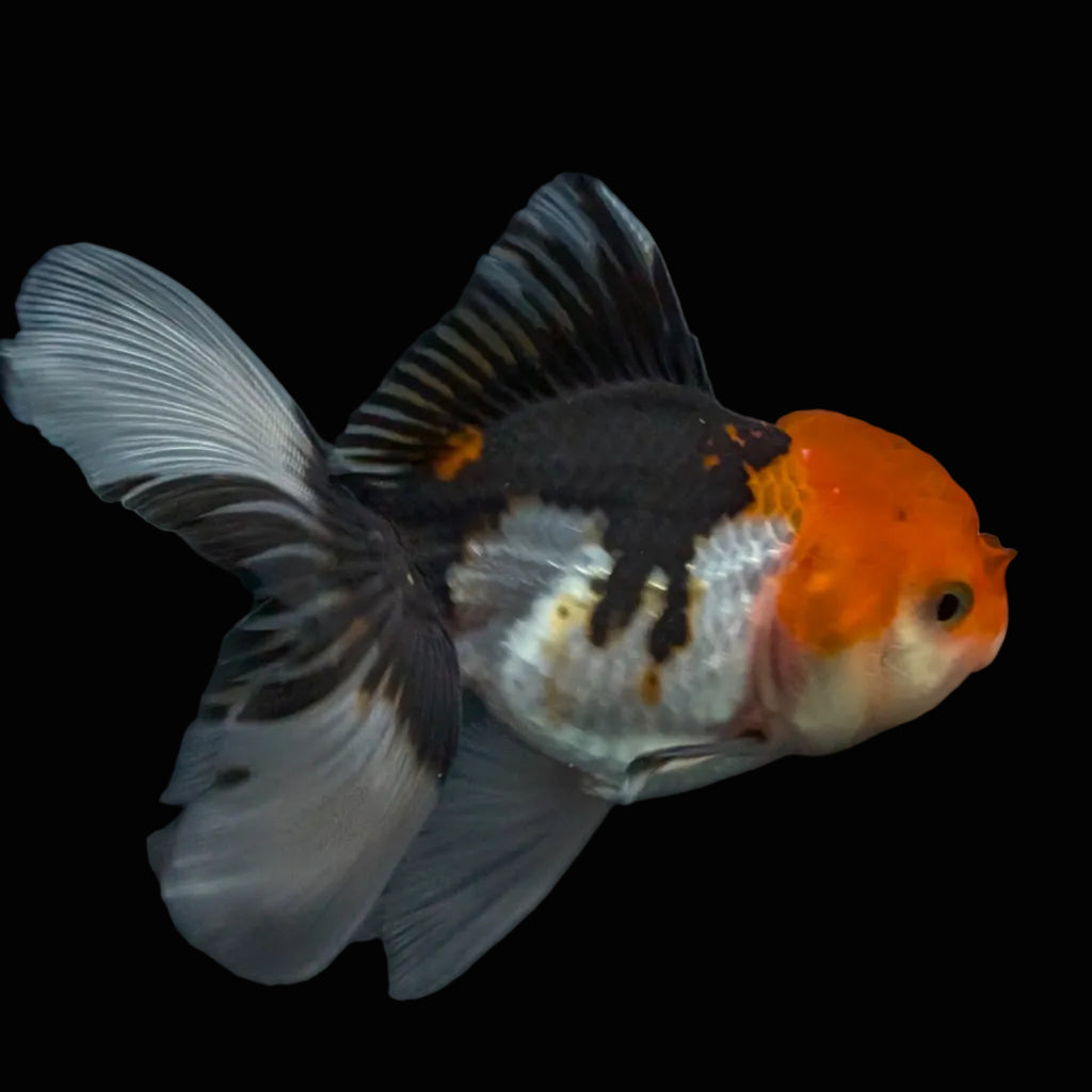 Thai Juvenile Oranda Tricolor 3.5"-4"in.  ID#731T1A-055