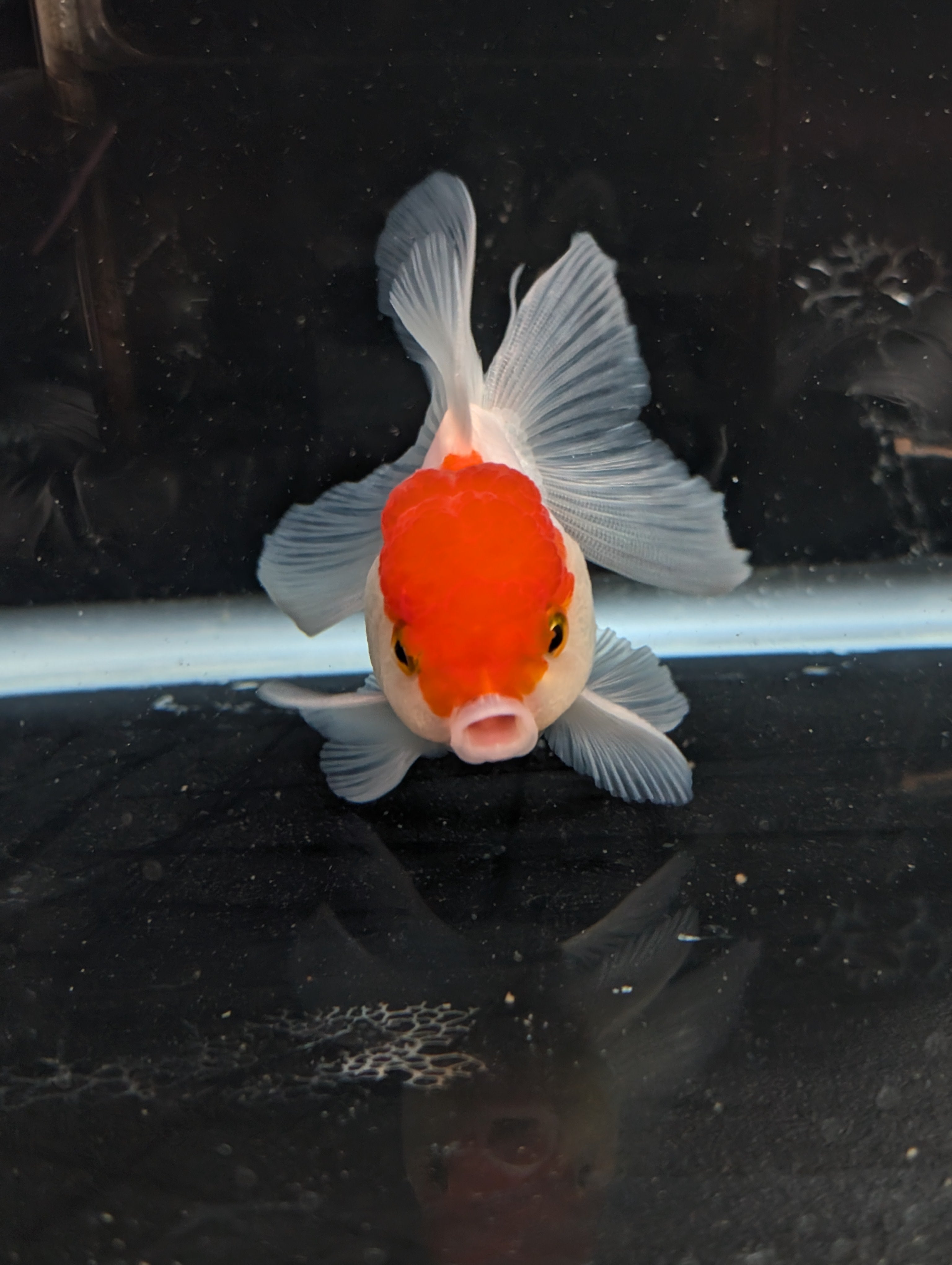 TOAD *Boss 415  Juvenile Oranda Red Cap 3.5"-4" in.  ID#410T8A-020