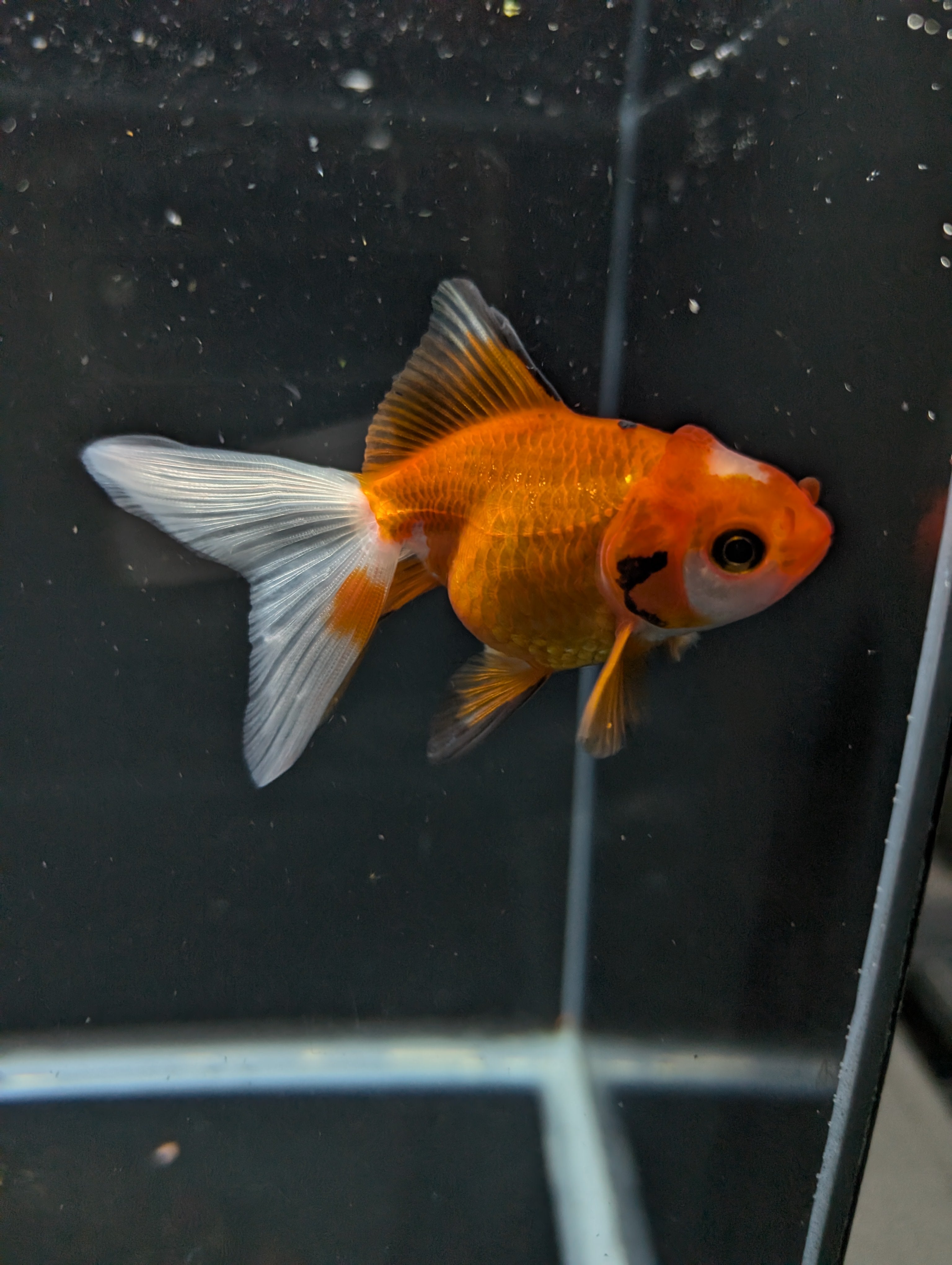 Juvenile Oranda  Red White 3"-3.5"in.  ID#619T1A-017