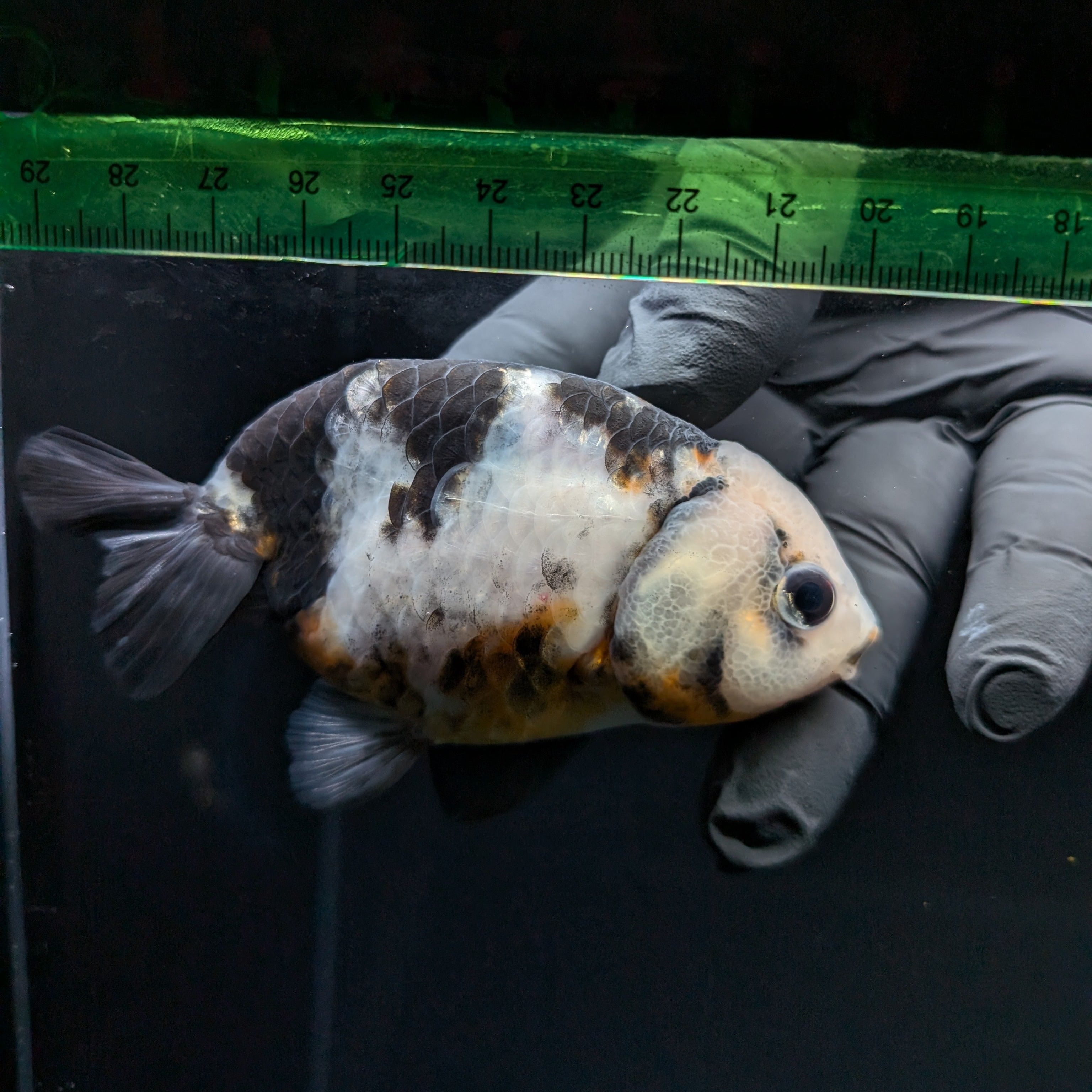 Jumbo Ranchu Milk Cow 3.5"- 4" in. ID#703R8A-006 Please See Notes.