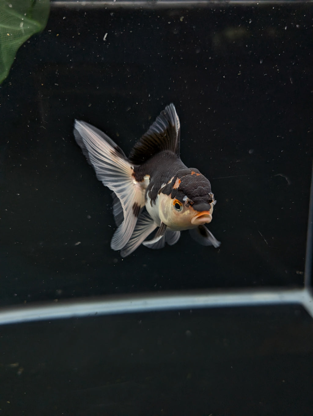 Thai Juvenile Oranda Tricolor 3"-3.5" in.  ID#626T1A-002