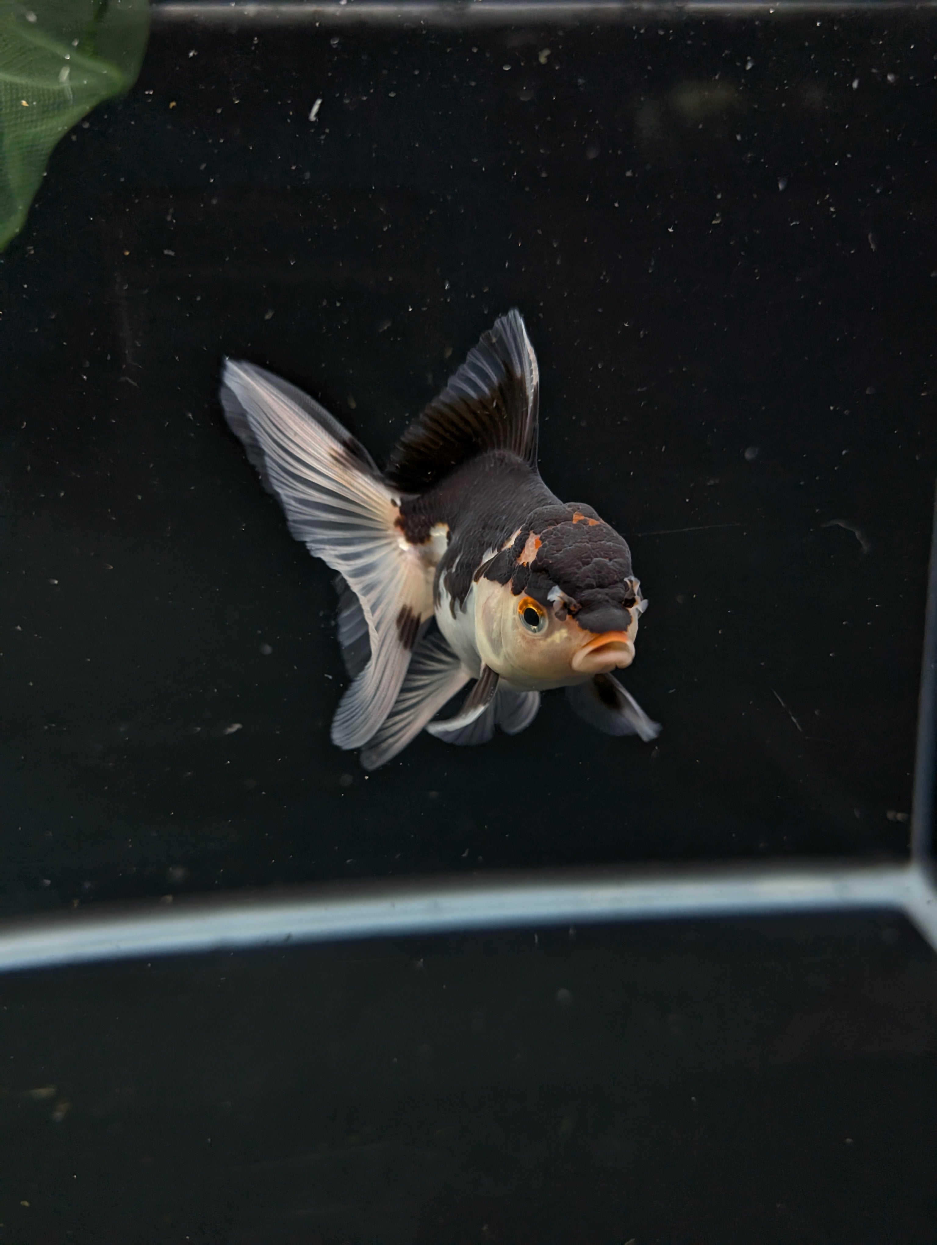 Thai Juvenile Oranda Tricolor 3"-3.5" in.  ID#626T1A-002