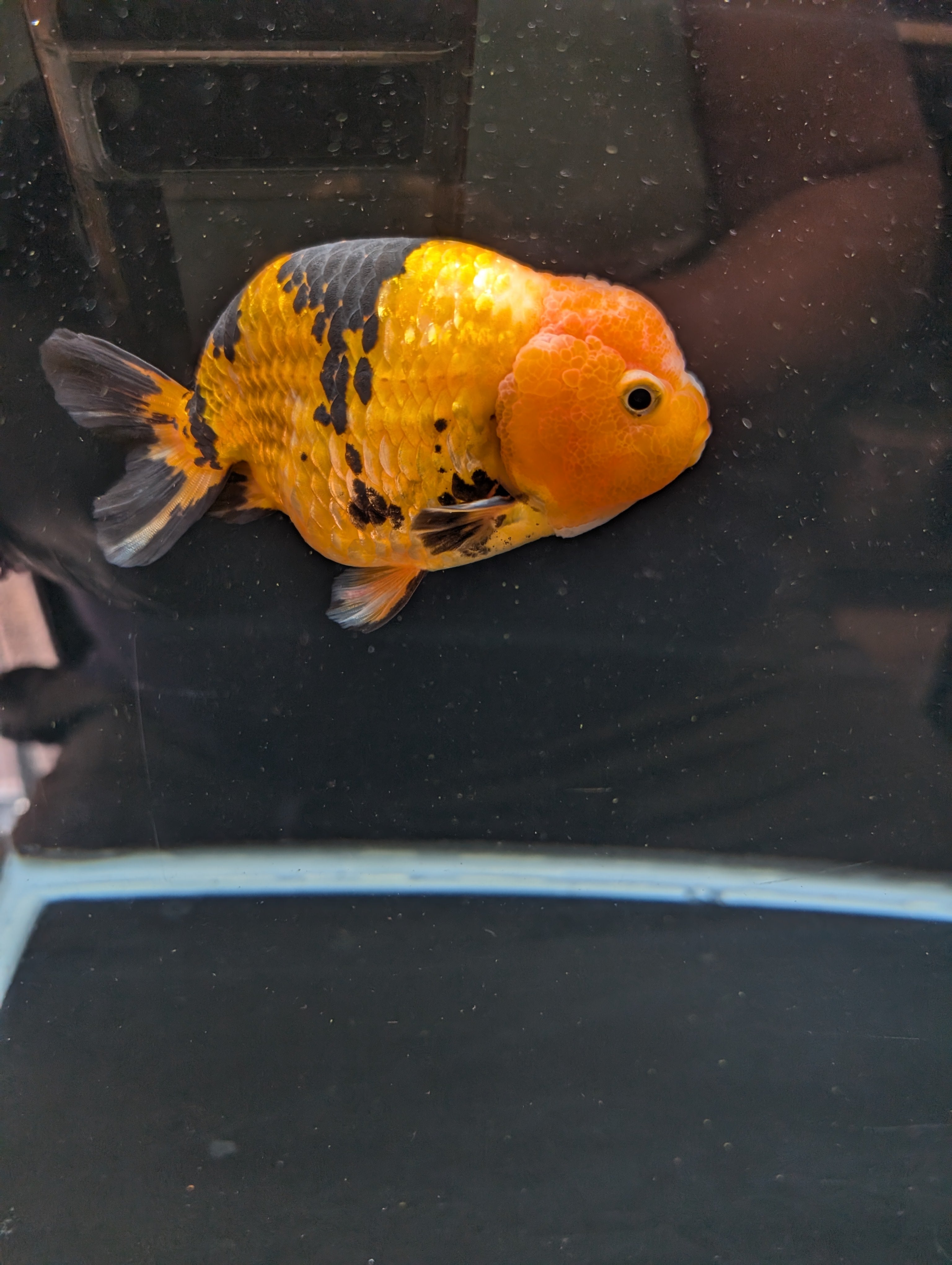 Jumbo Ranchu Calico 4.5"-5" in. ID#821R8A-034