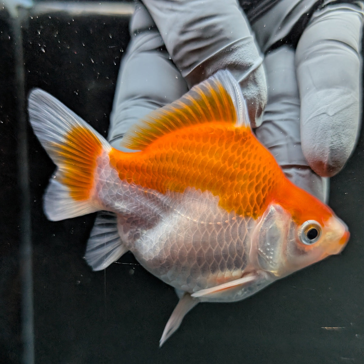Tamasaba Red White 3"-3.5" in. ID#1009TM1B-006