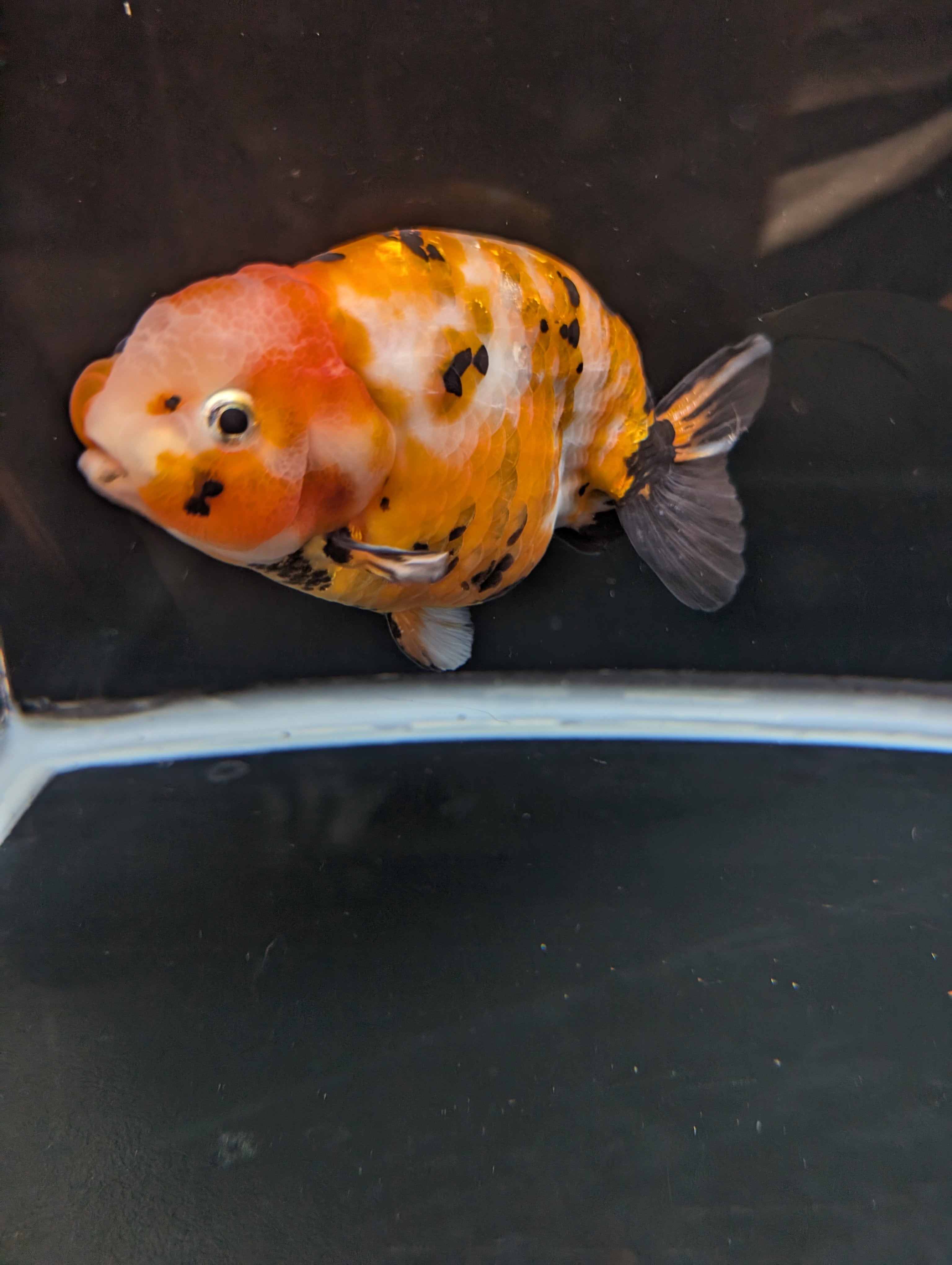 Jumbo Ranchu Calico 4.5"-5" in. ID#821R8A-032
