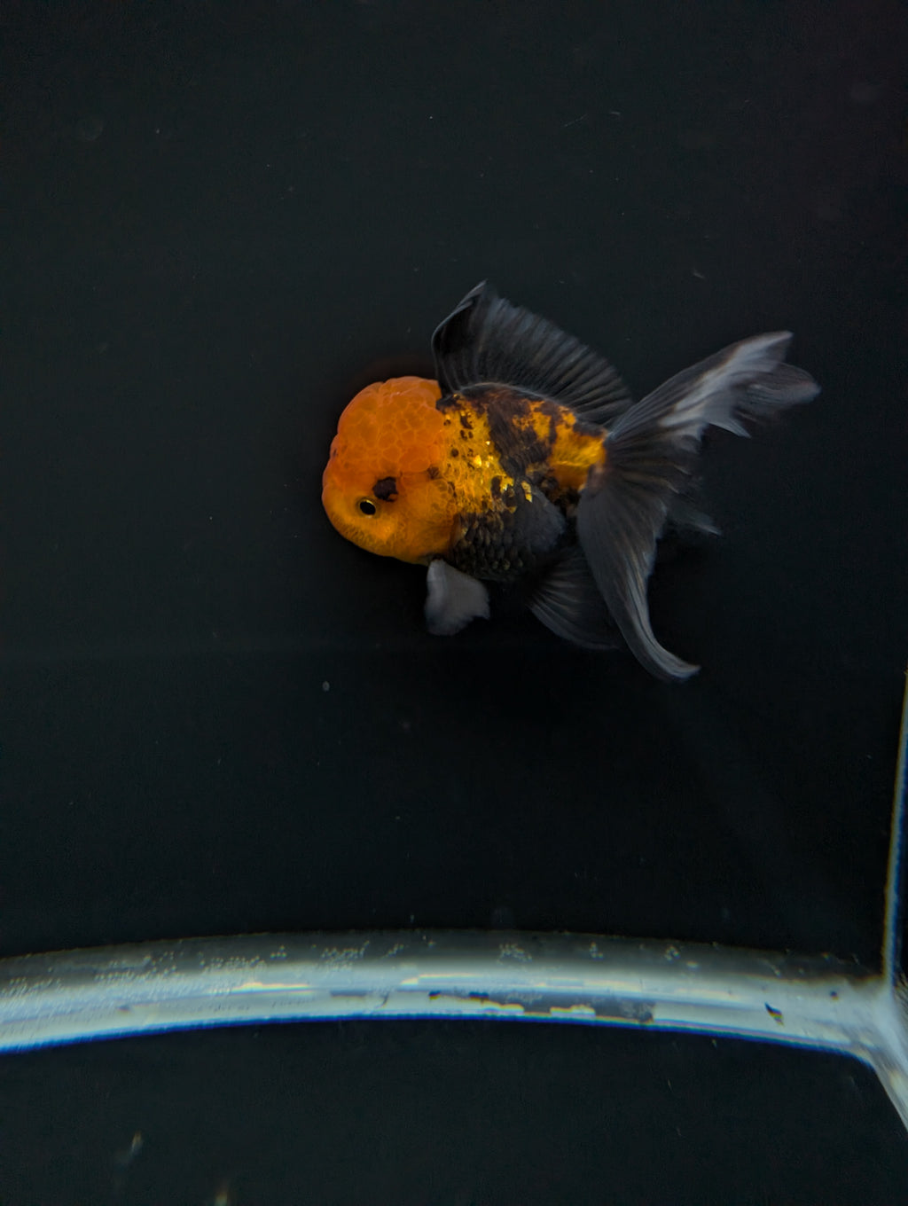 Thai Oranda Tricolor 4"-4.5"in.  ID#1023T1A-027