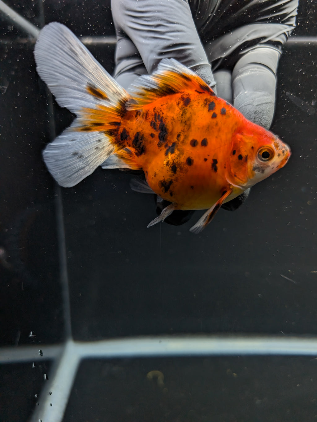 Tamasaba Calico 3"-3.5" in. ID#1009TM1B-011