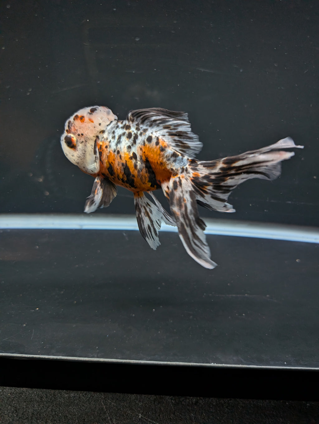 Calico Oranda 4.5"-5"in. ID#814LB2A-53