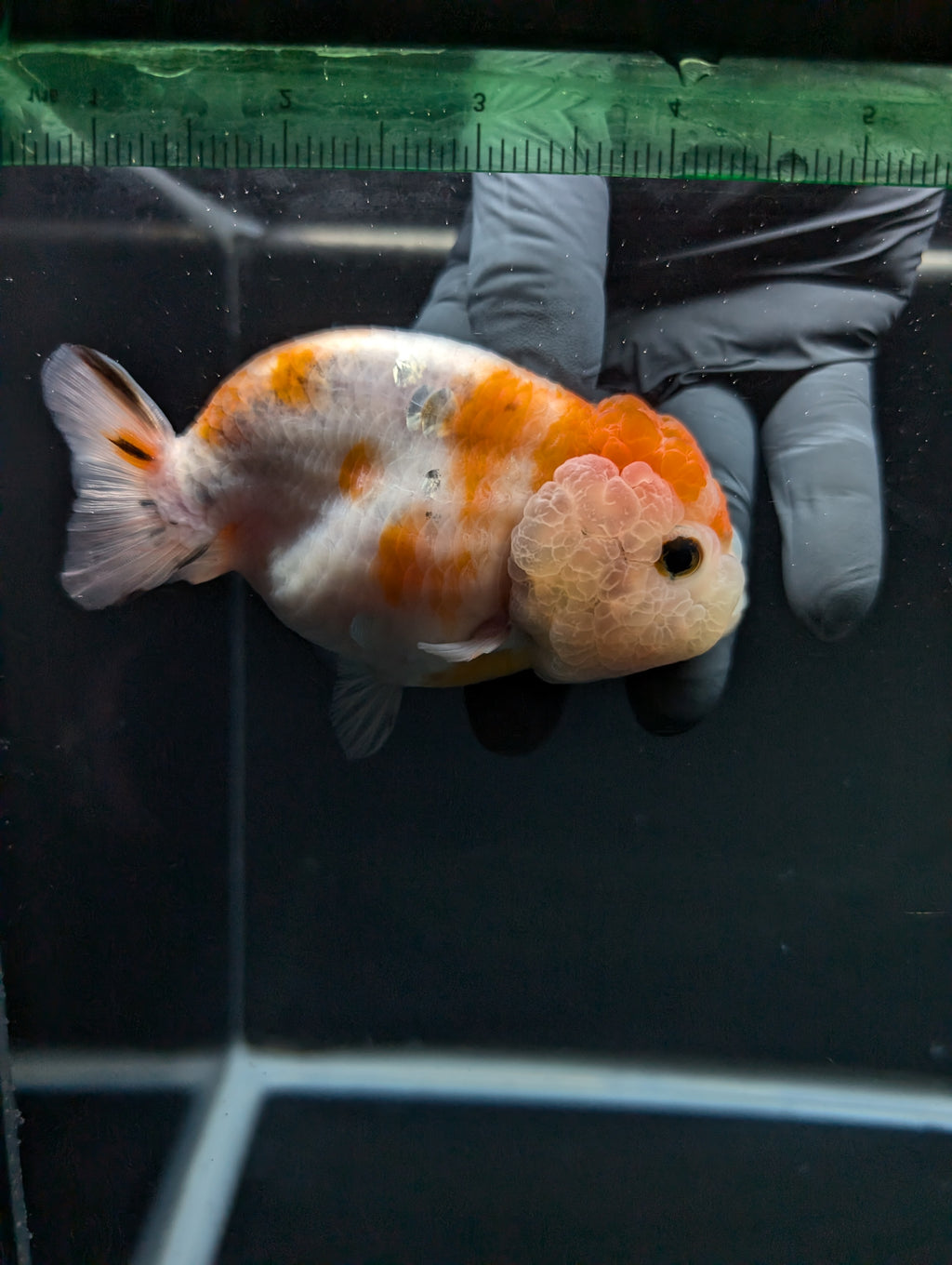Jumbo Ranchu Sakura 4.5"-5" in. ID#828R8A-054