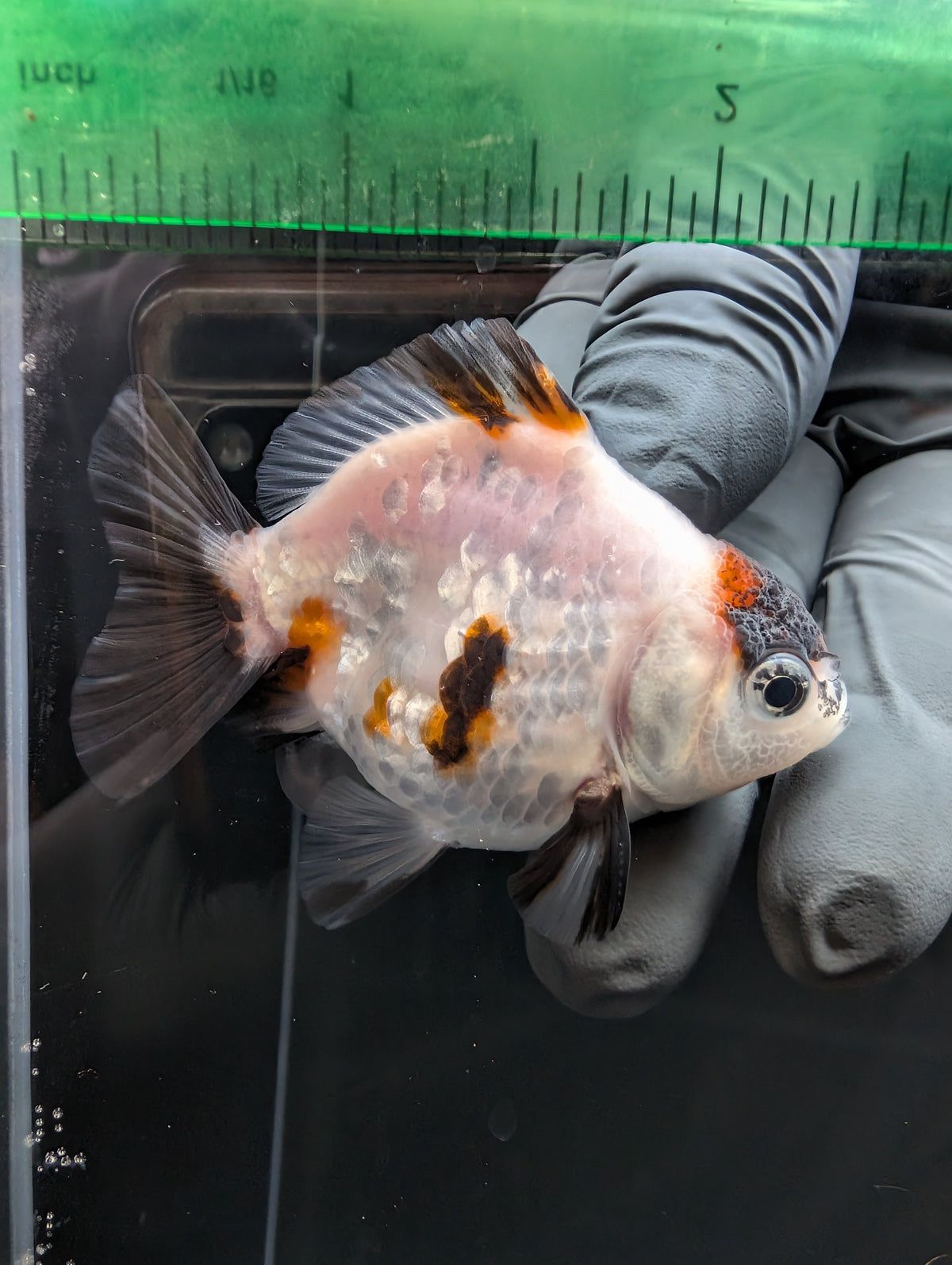 Baby Thai Shogun Oranda Tiger Panda 2"-2.5" in. ID#1023BSG11A-031