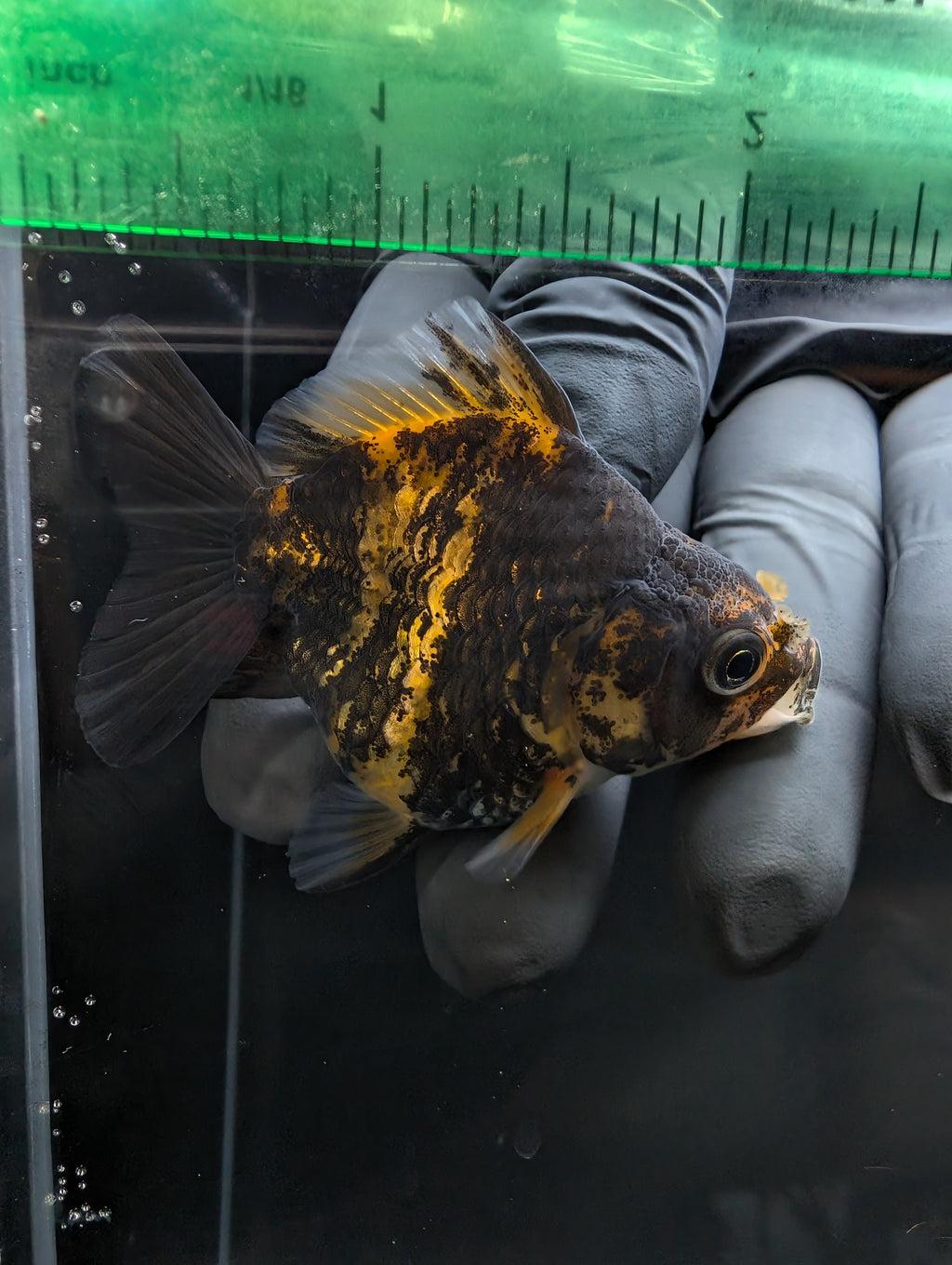 Baby Thai Shogun Oranda Tiger Calico 2"-2.5" in. ID#1023BSG11A-024