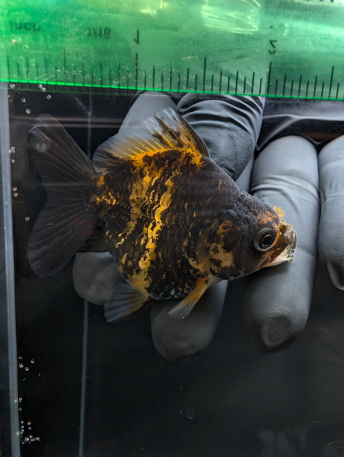 Baby Thai Shogun Oranda Tiger Calico 2"-2.5" in. ID#1023BSG11A-024