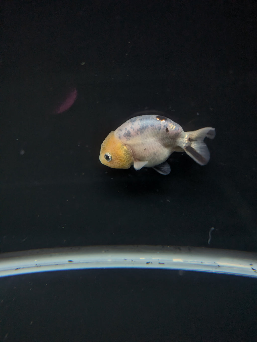 Ranchu Calico 3"-3.5" in. ID#501R13A-031