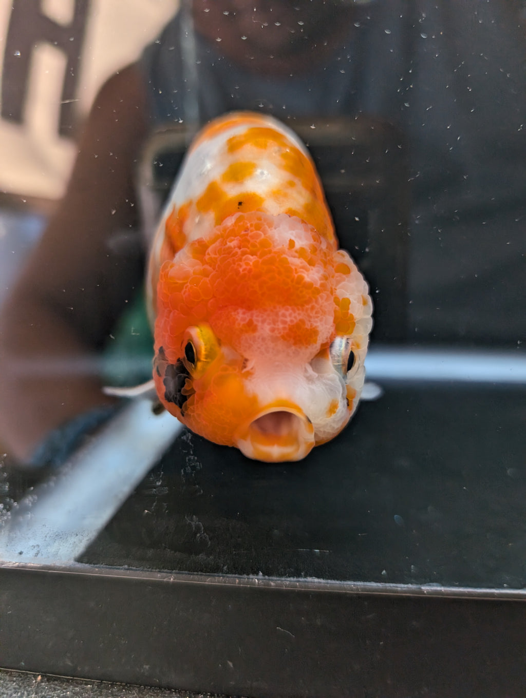 Jumbo Ranchu Sakura Calico 4.5"-5" in. ID#814R8A-026