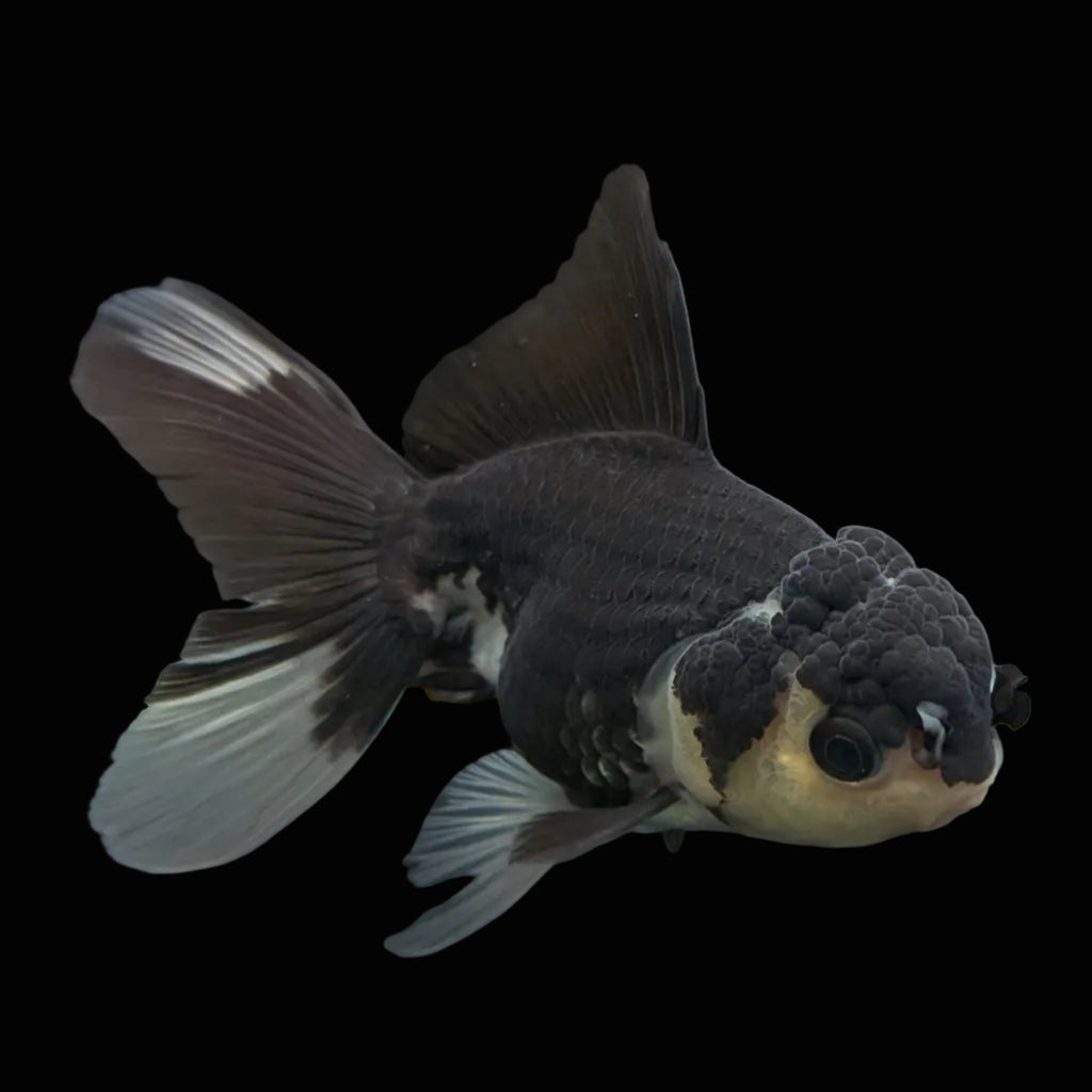 Thai Juvenile Oranda Panda 3.5"-4"in.  ID#731T1A-052