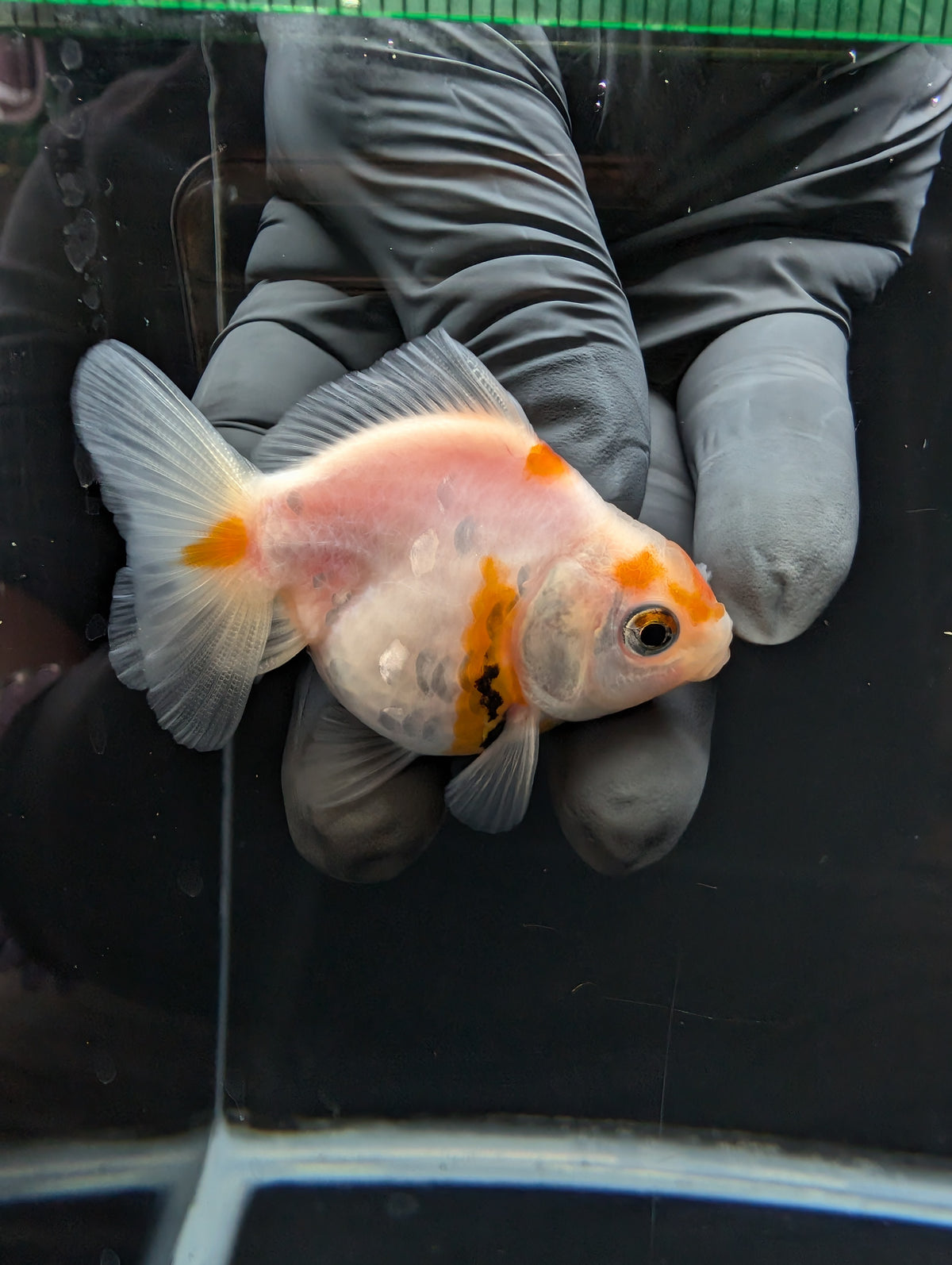Baby Thai Shogun Oranda Sakura 2"-2.5" in. ID#1023BSG11A-026