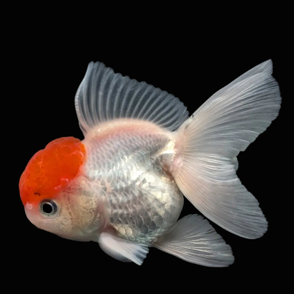 Juvenile Oranda Tricolor 3.5"-4" in.  ID#424T1A-010