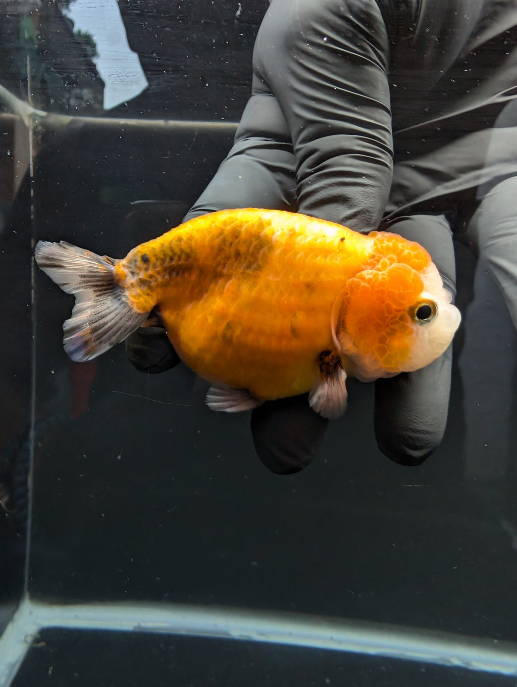 Jumbo Ranchu Calico 3.5"- 4" in. ID#717R8A-002