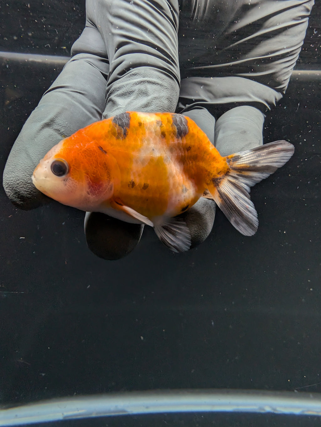 Ranchu Calico 2.5"-3" in. ID#717R4A-008