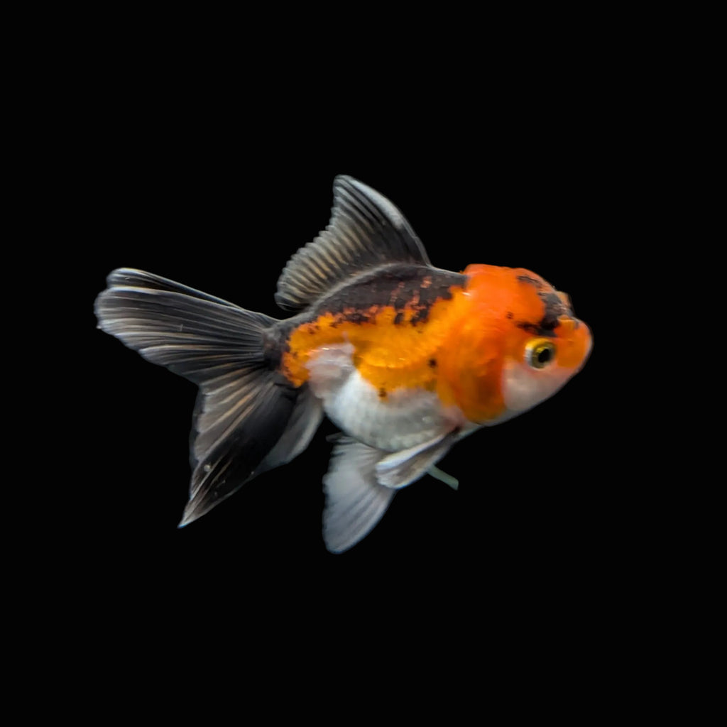 Juvenile Oranda Tricolor 3.5"-4" in.  ID#320T13b-009