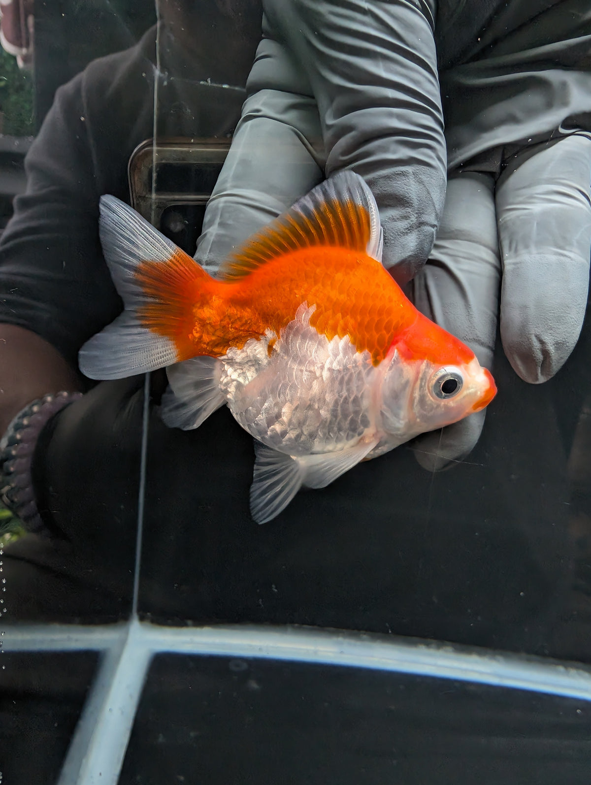 Tamasaba Kuchibeni Red White 3.5"in. ID#1023TM1B-029