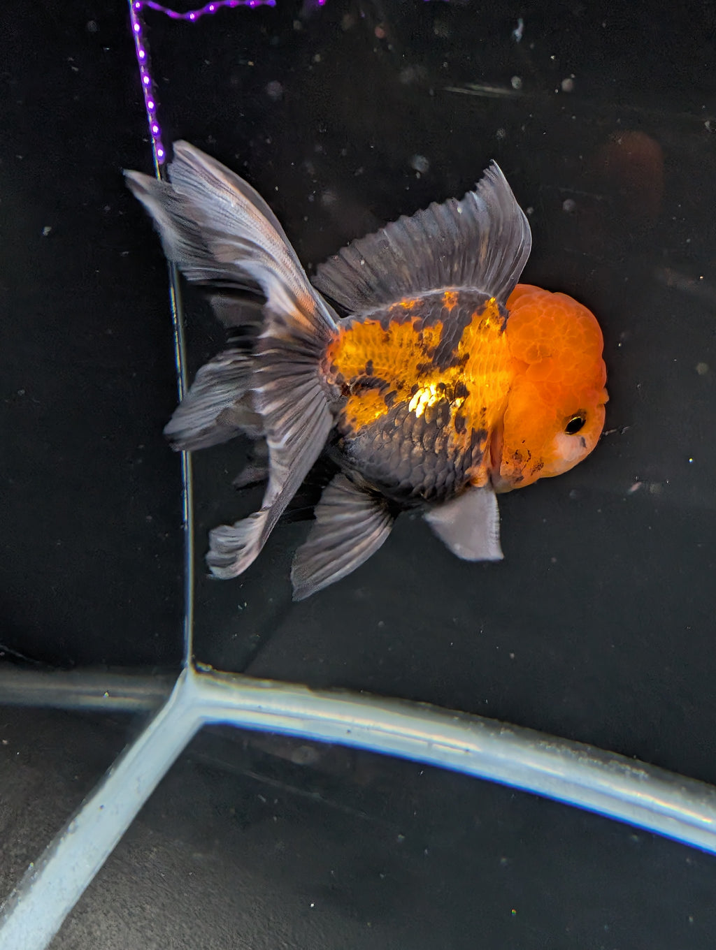 Thai Oranda Tricolor 4"-4.5"in.  ID#1023T1A-027