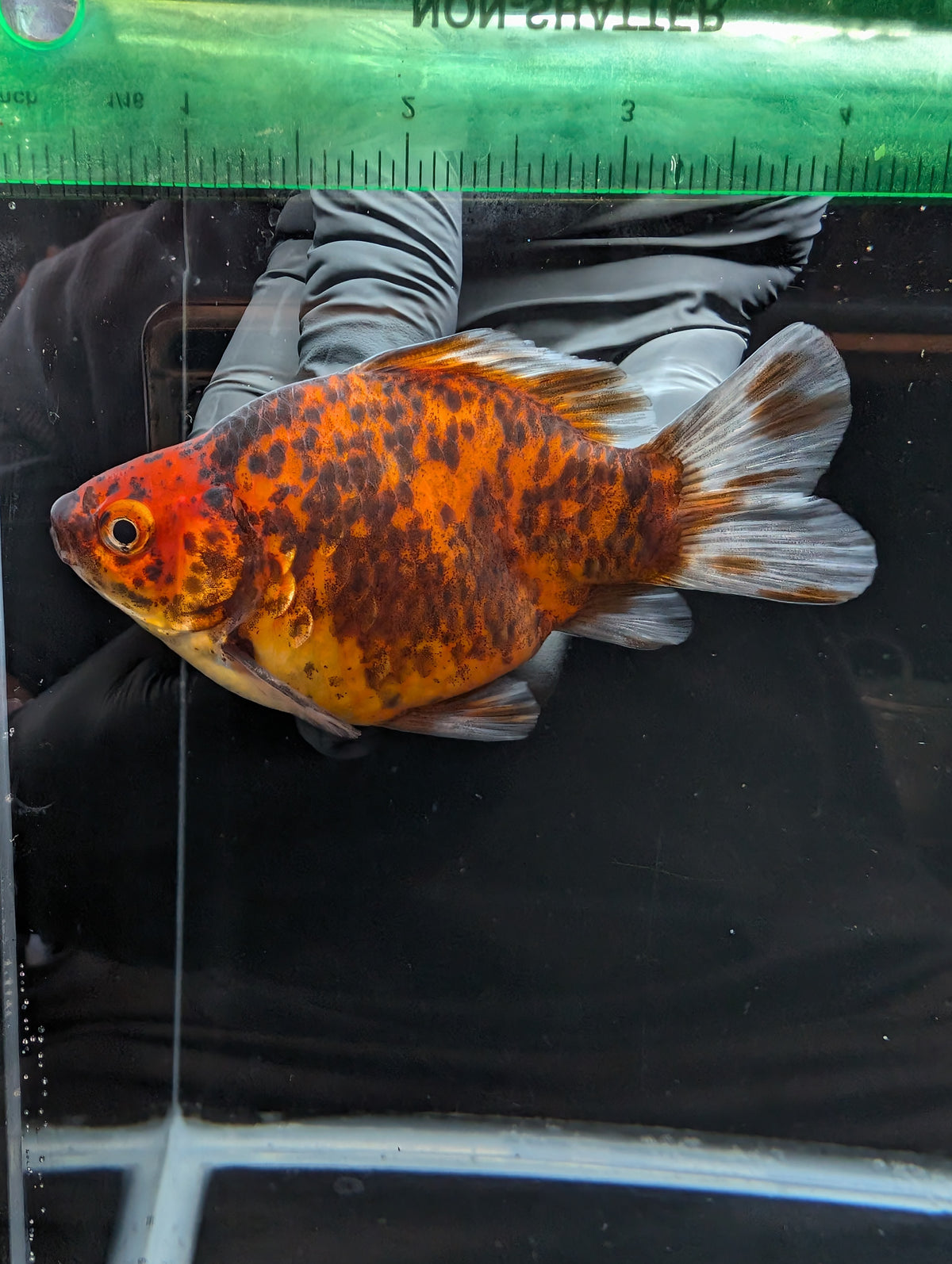 Tamasaba Calico 4" in. ID#1023TM1B-021