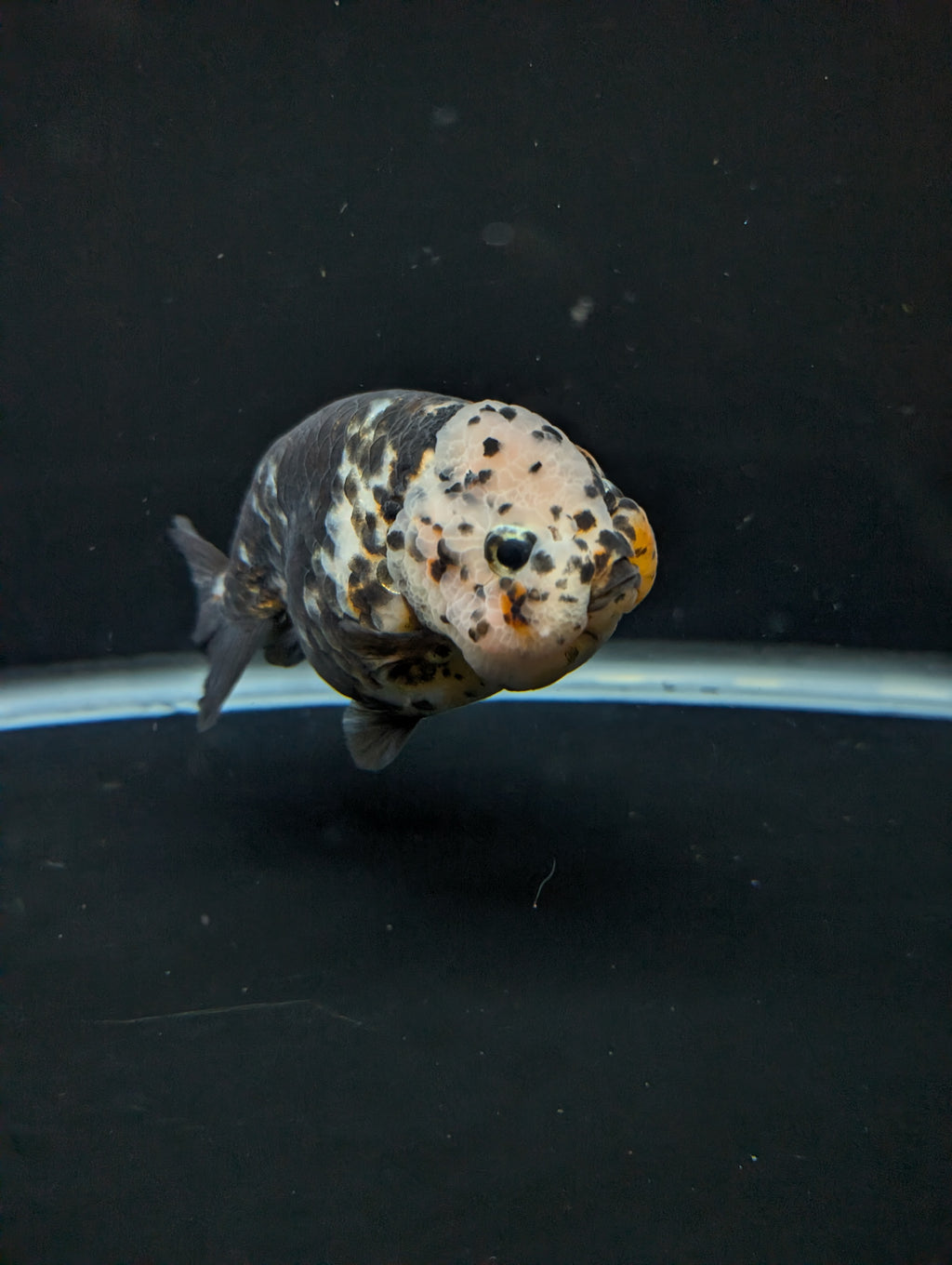 Jumbo Ranchu Heavy Ink Calico 4"-4.5" in. ID#918R8A-071