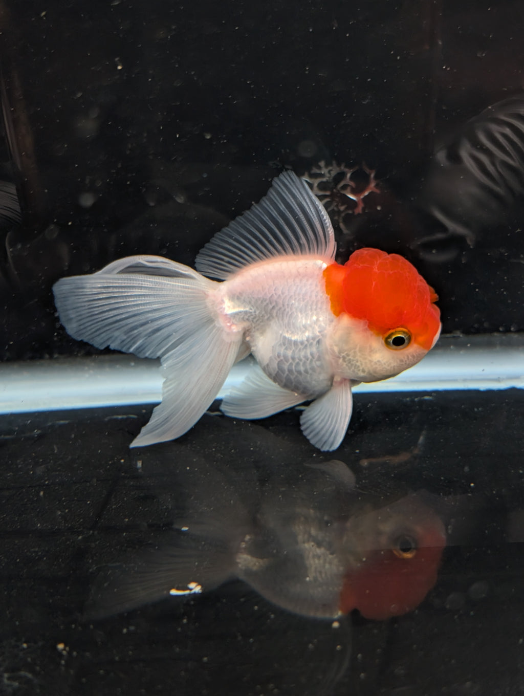 TOAD *Boss 415  Juvenile Oranda Red Cap 3.5"-4" in.  ID#410T8A-020