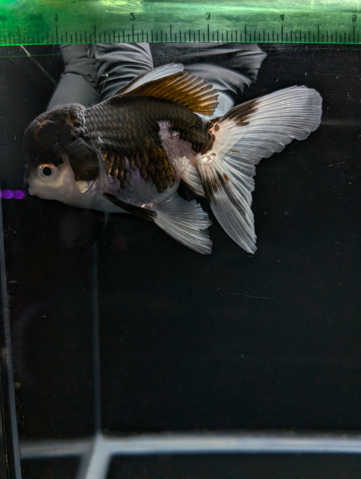 Thai Oranda Panda 4"-4.5"in.  ID#1023T1A-024