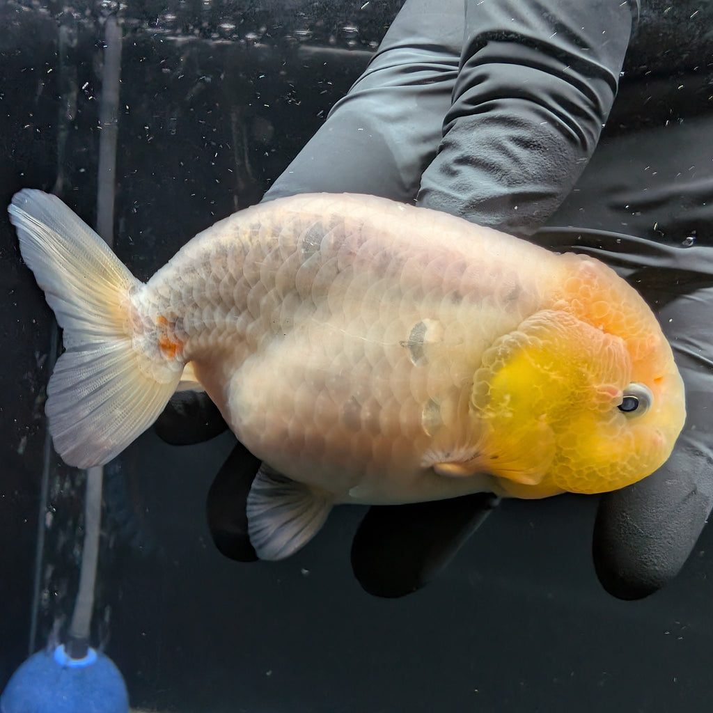 Jumbo Ranchu Calico 4"-4.5" in. ID#5153B-013