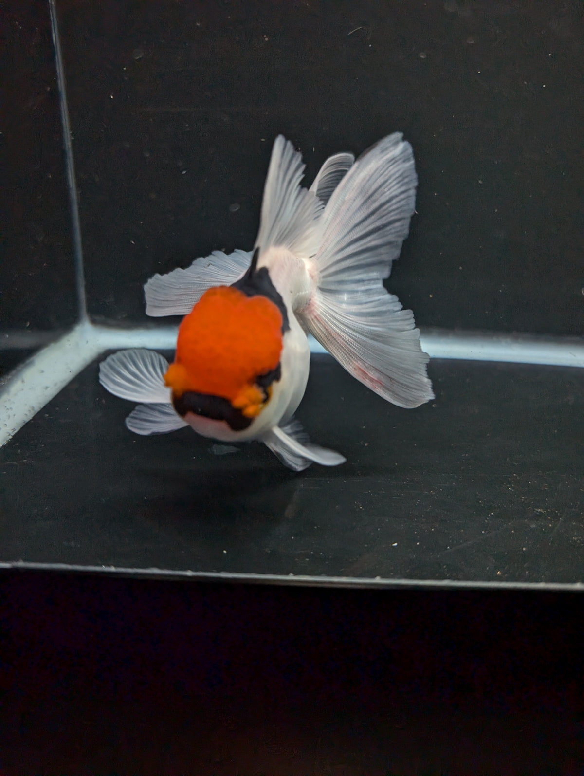 Thai Oranda Tricolor 4"-4.5"in.  ID#1016T1A-006